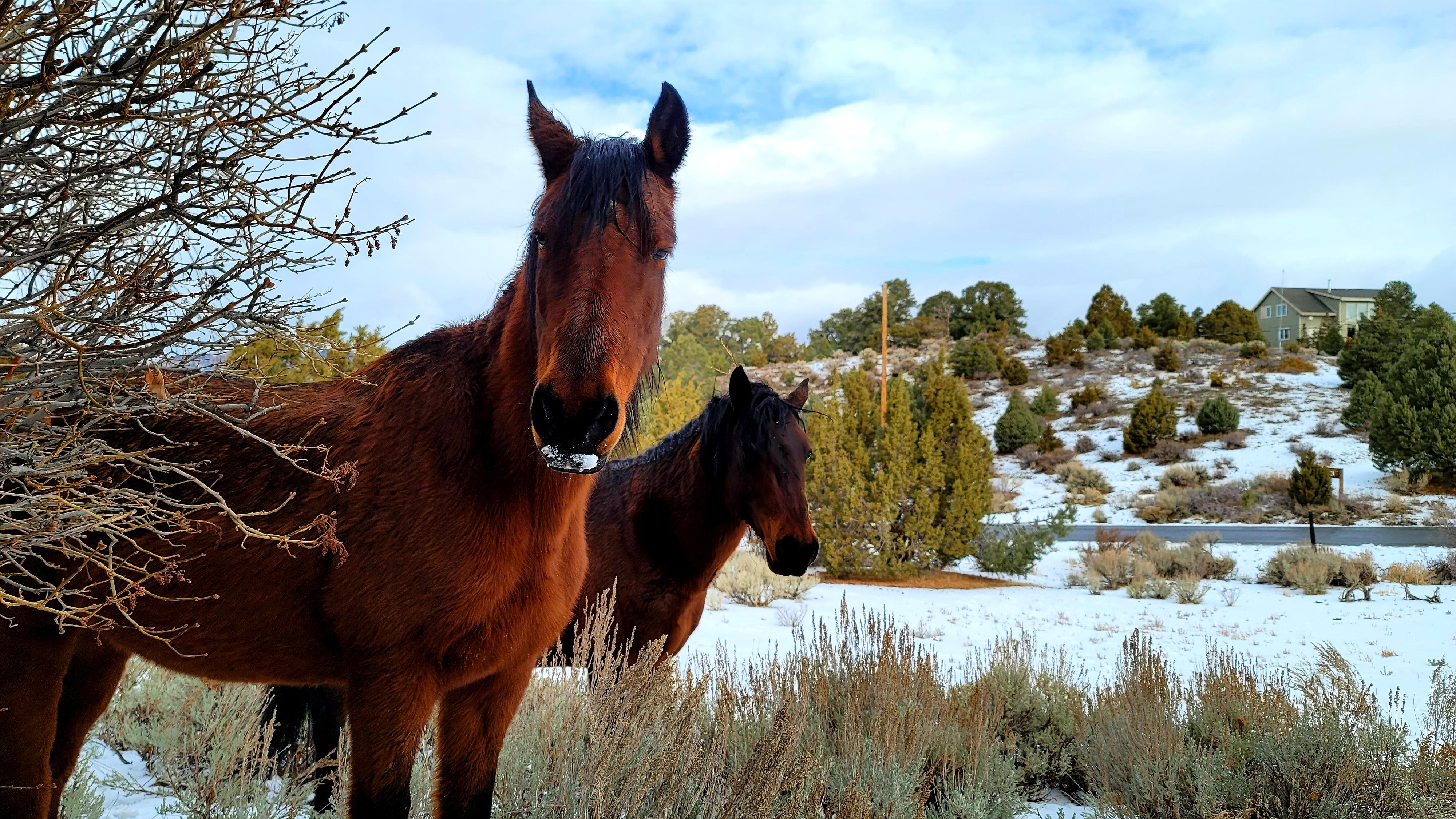 Only in Nevada. Wild Mustangs after a snowstorm. [OC] | Scrolller