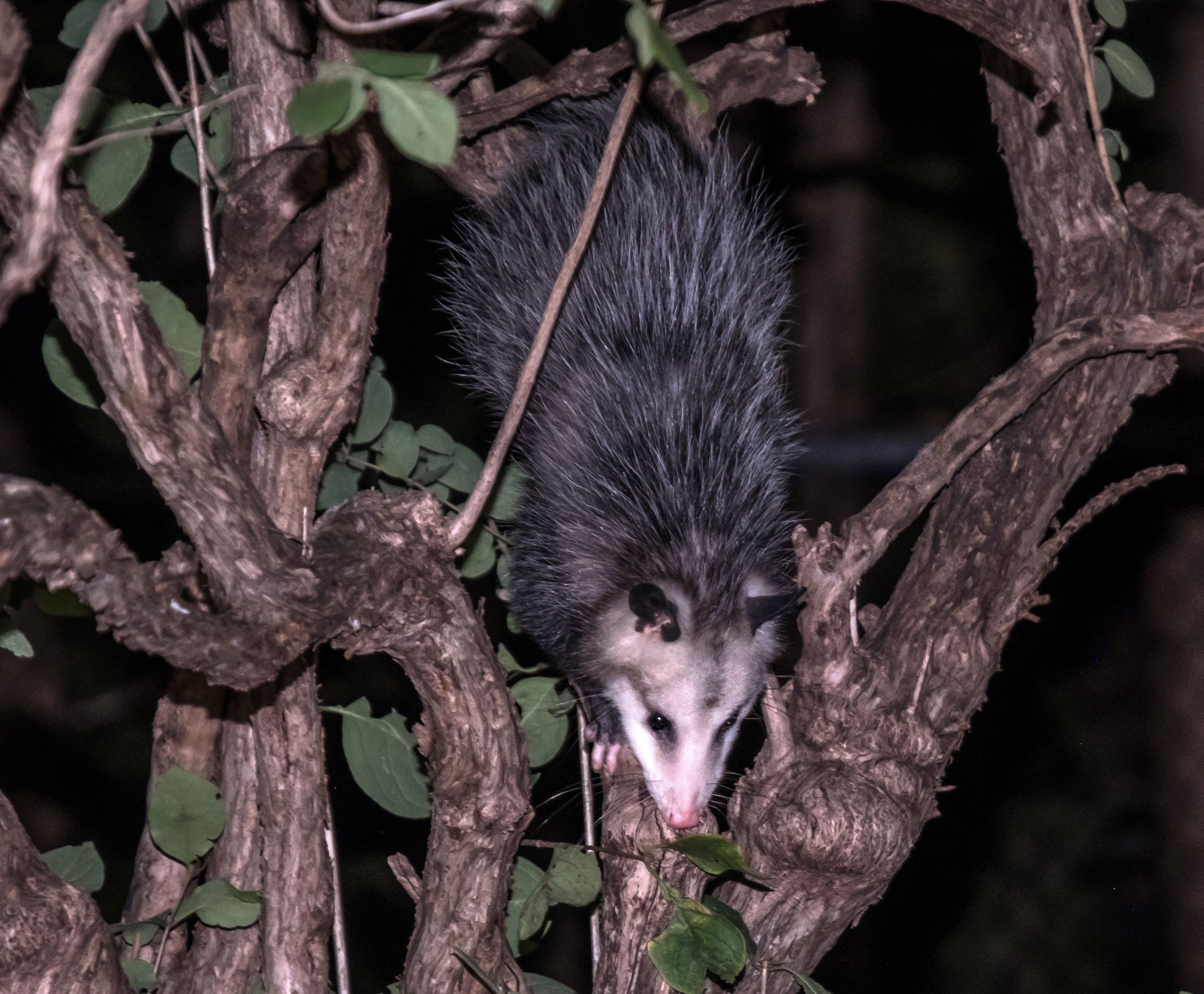 Opossum climbing down a shrub in my back yard Scrolller