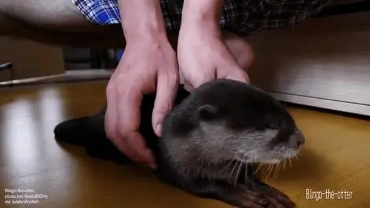 OTTERS
