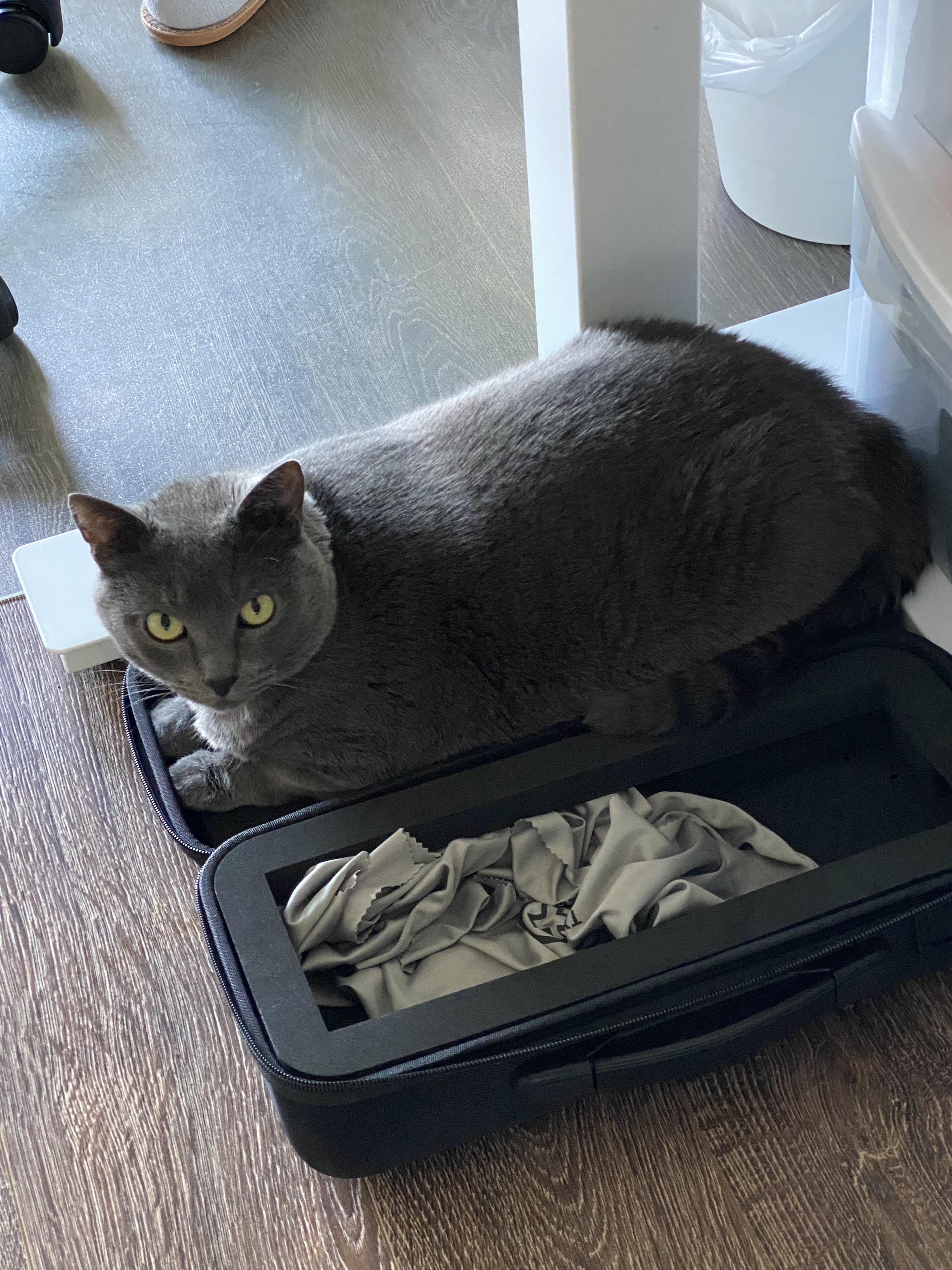 Our cat hates boxes and bags but likes the keyboard case Scrolller