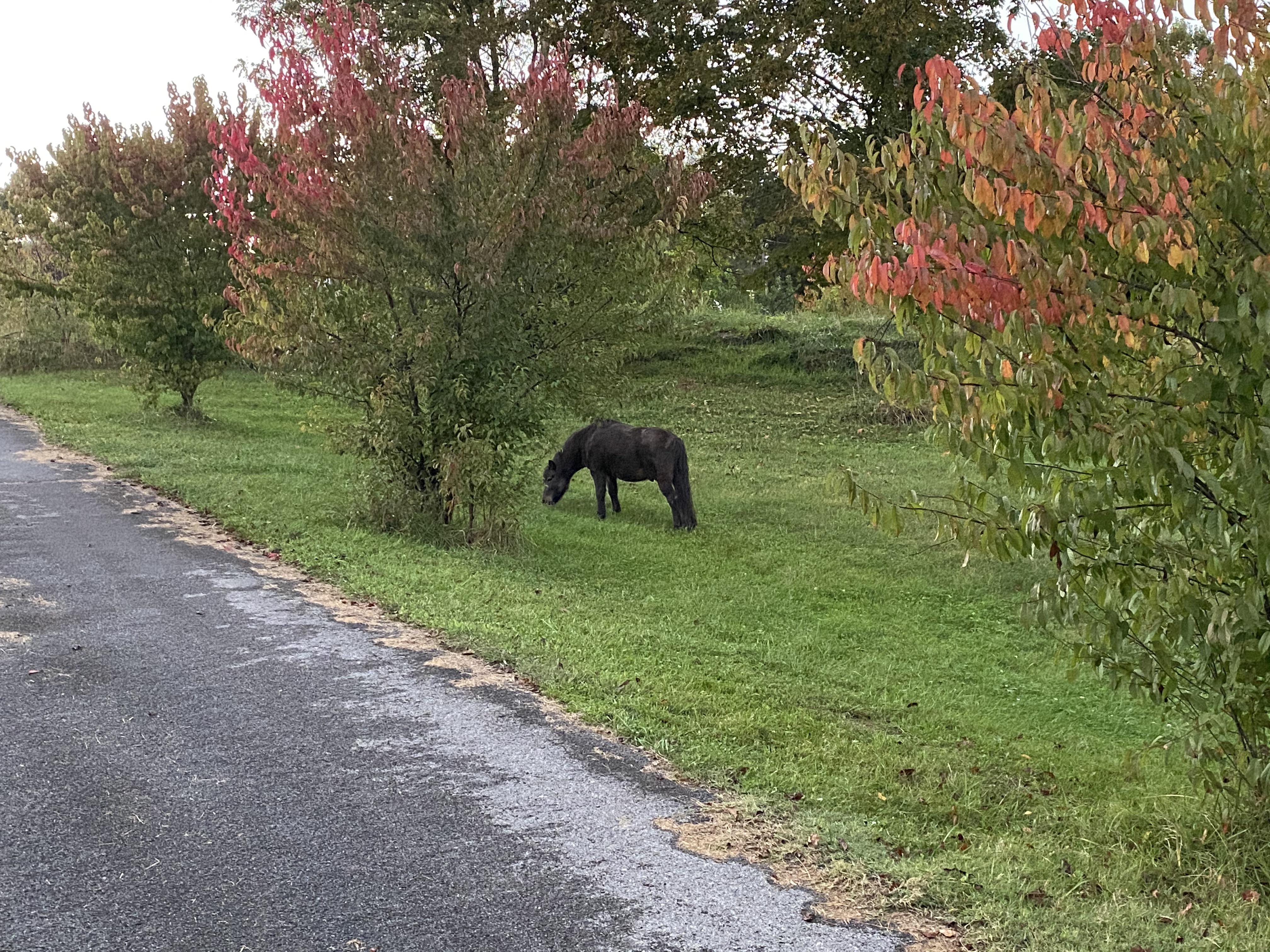 Pomy Fat Our fatty fat fat pony grazing beneath the plum trees | Scrolller