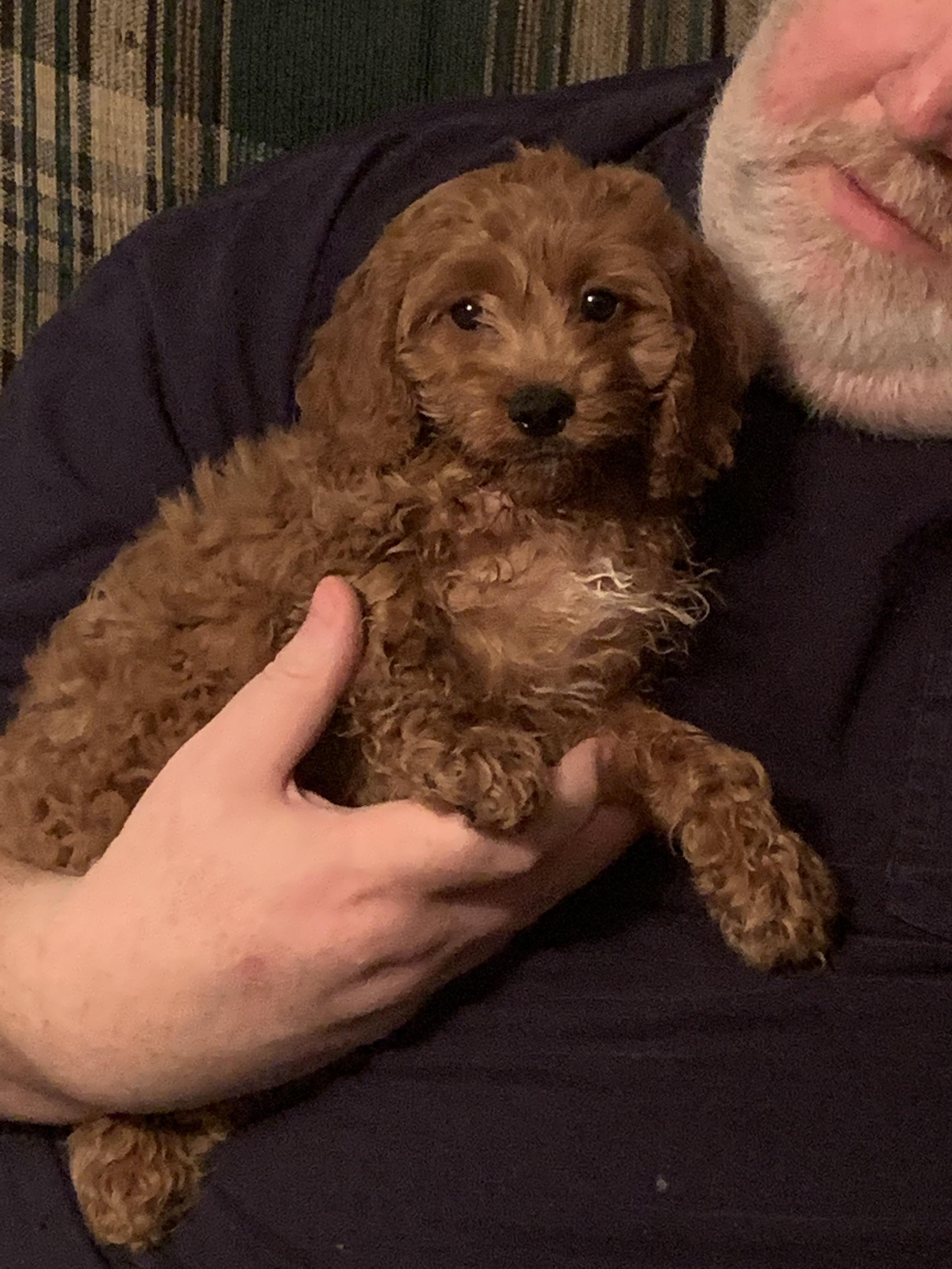 Our little Princess, Buttercup! 1st gen Cockapoo! | Scrolller