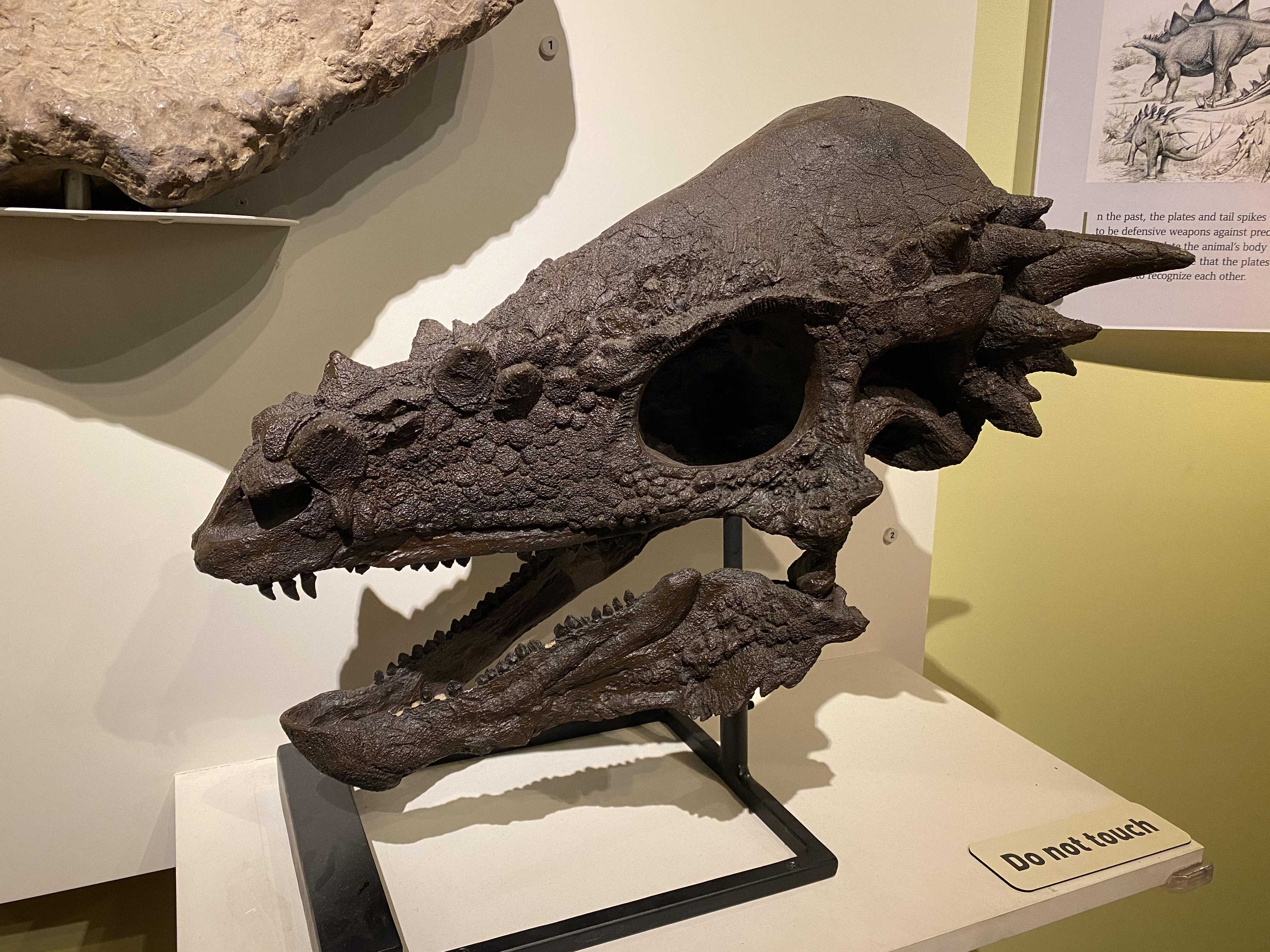 Pachycephalosaurus skull at the Raymond M. Alf Museum of Paleontology ...