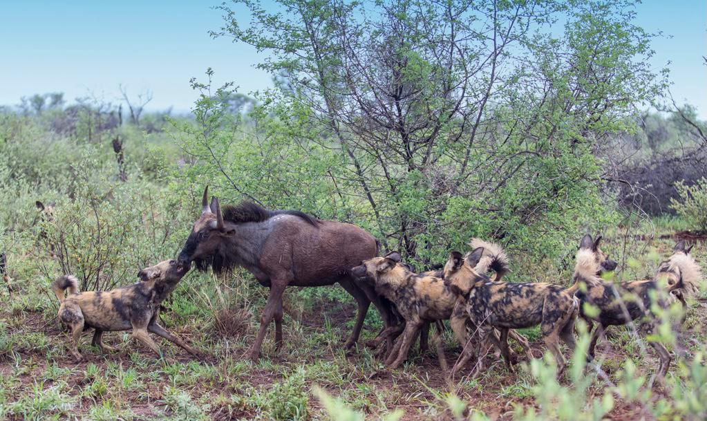 Painted wolves/African wild dogs are the most efficient predator in