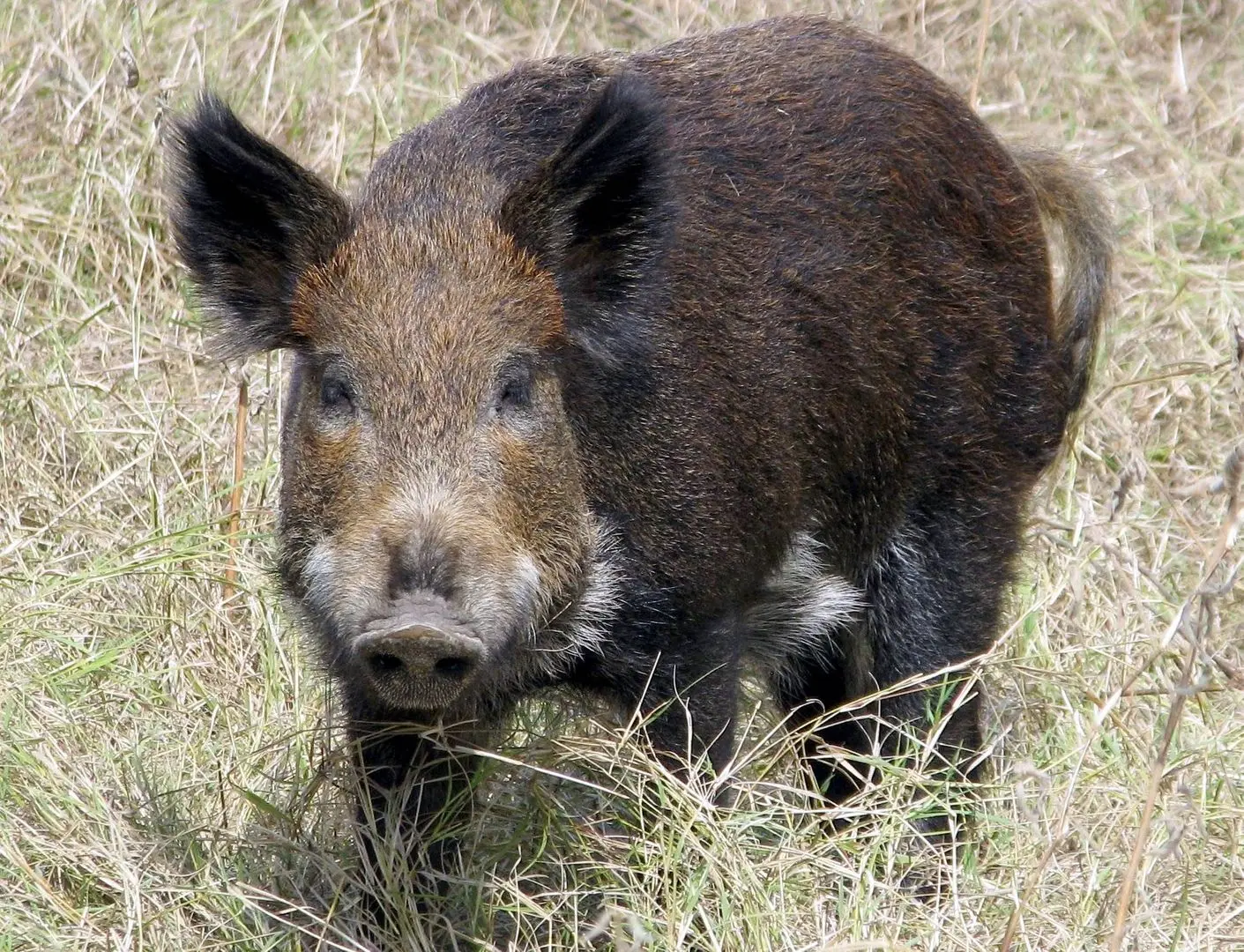 Hog Reference Hog | Pictures | Scrolller
