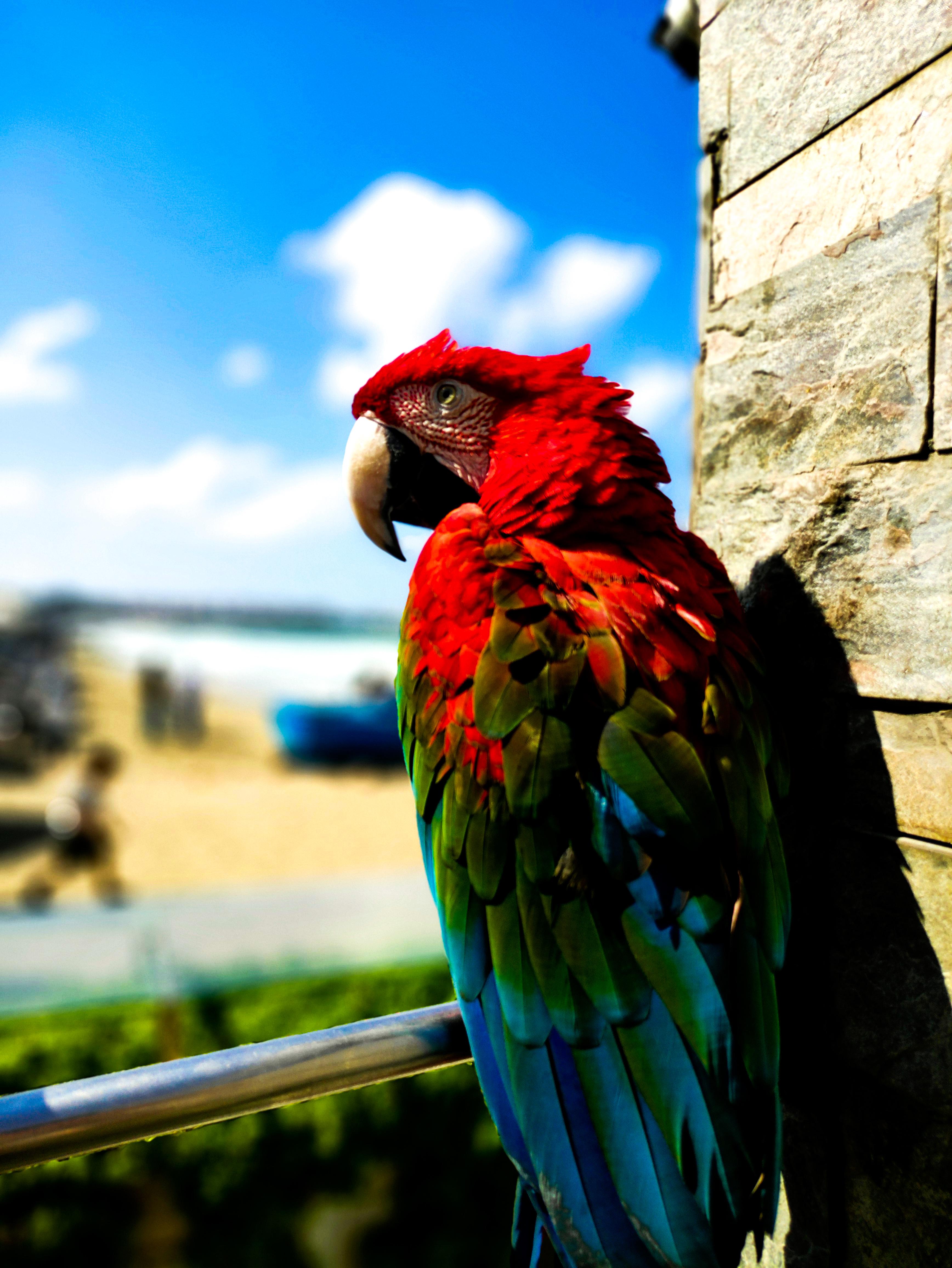 Parrot. Just Parrot Scrolller