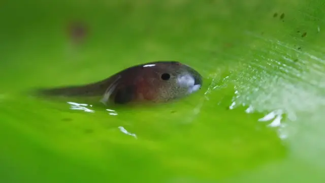 🔥 Poison Dart Frogs scatter their tadpoles. If one's not doing well, the father gives it a piggyback ride to a new home. Then the mother can lay an unfertilized egg for the tadpole to eat.