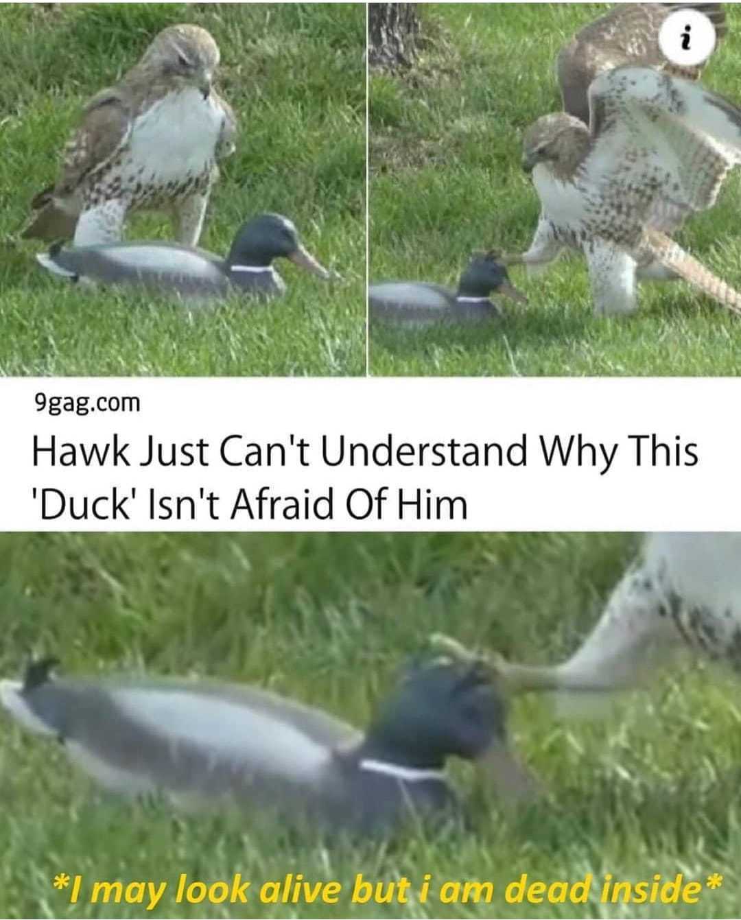 Poor duck | Scrolller