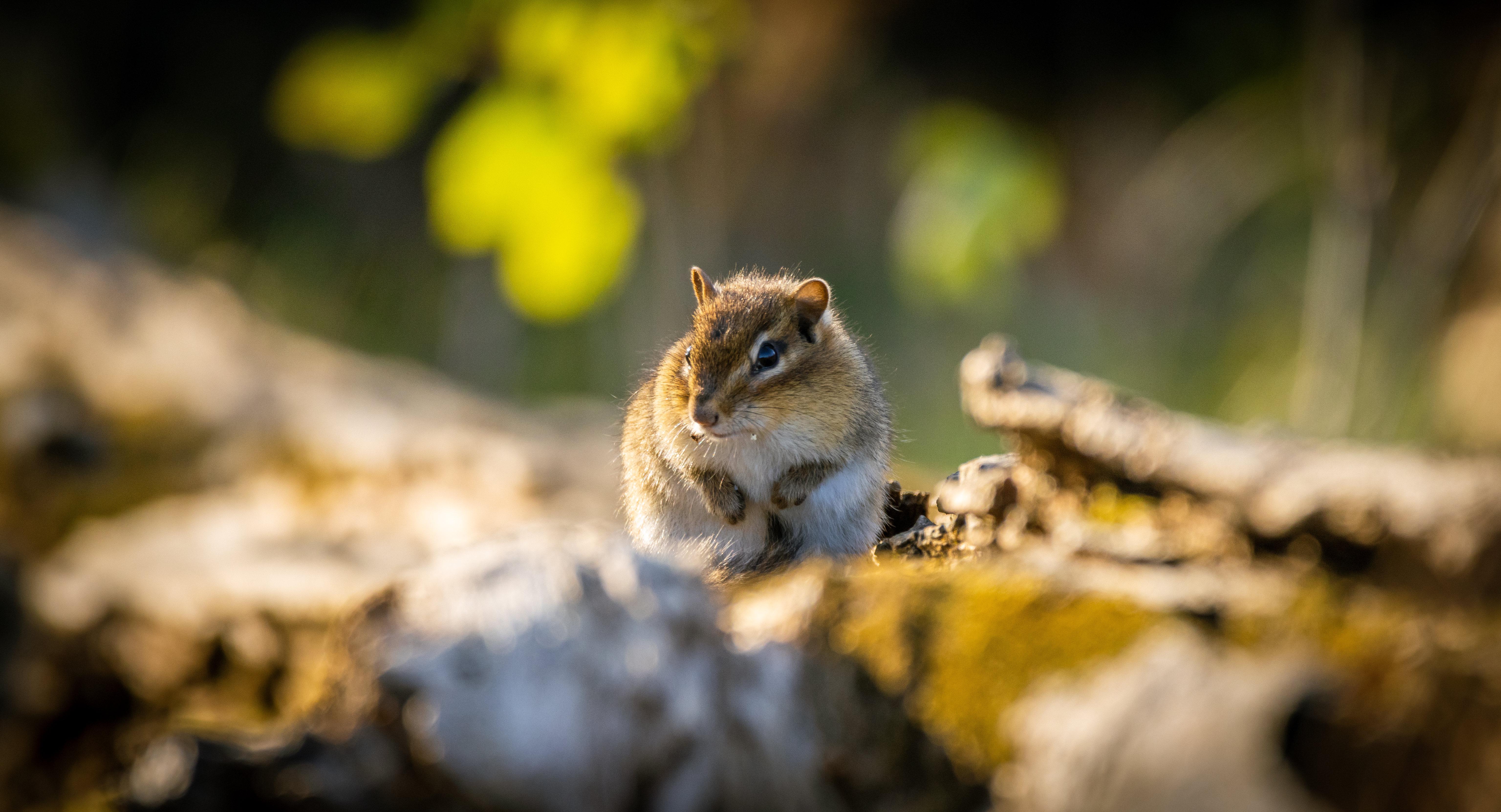Possibly my last chipmunk photo until spring :( [OC] | Scrolller