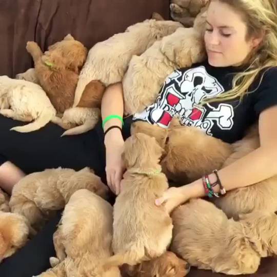 Puppies!