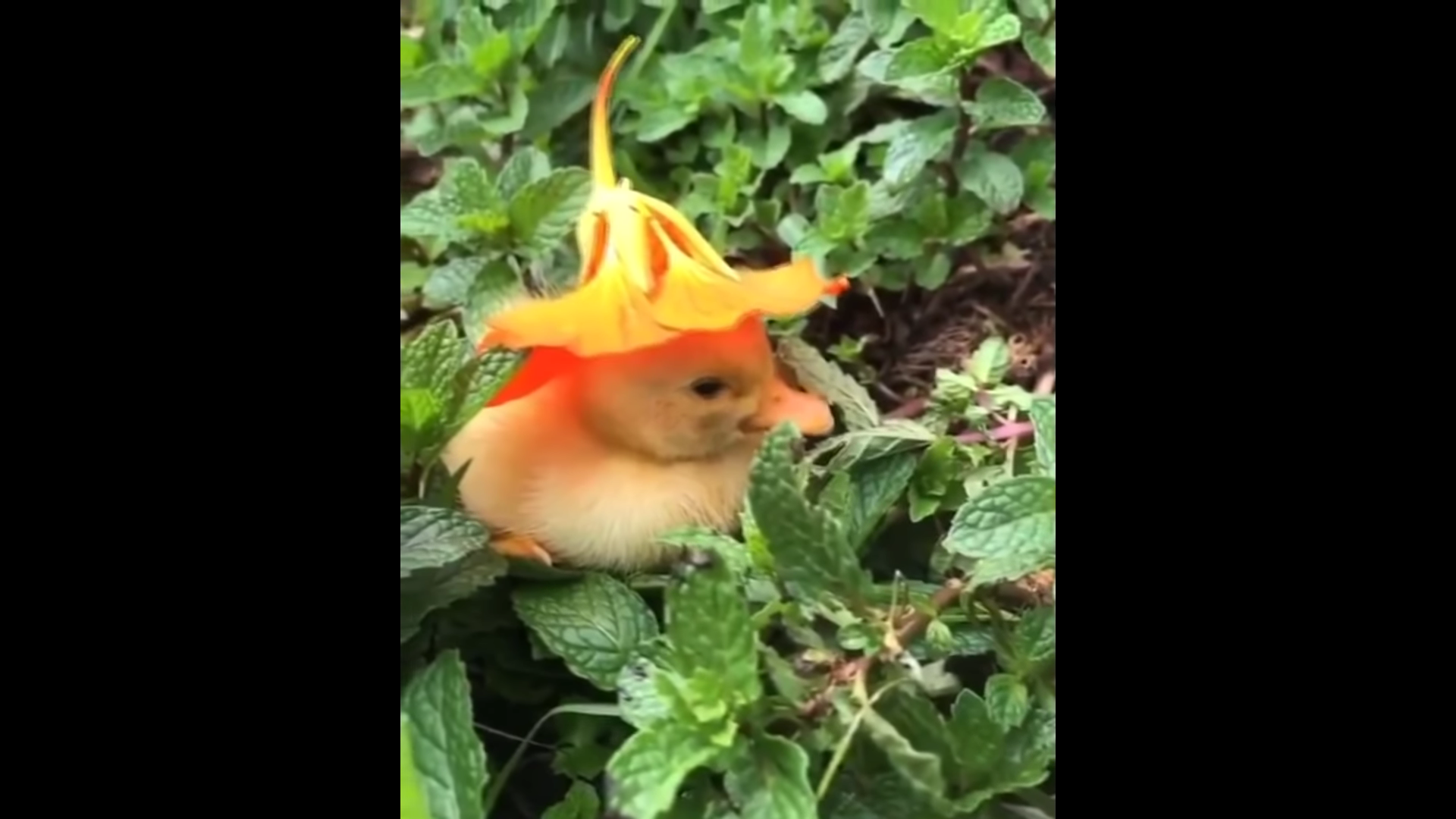 Fluffy Miracle Dogs Revealed: All Soft Paws, Pure Cuteness, No Stress!