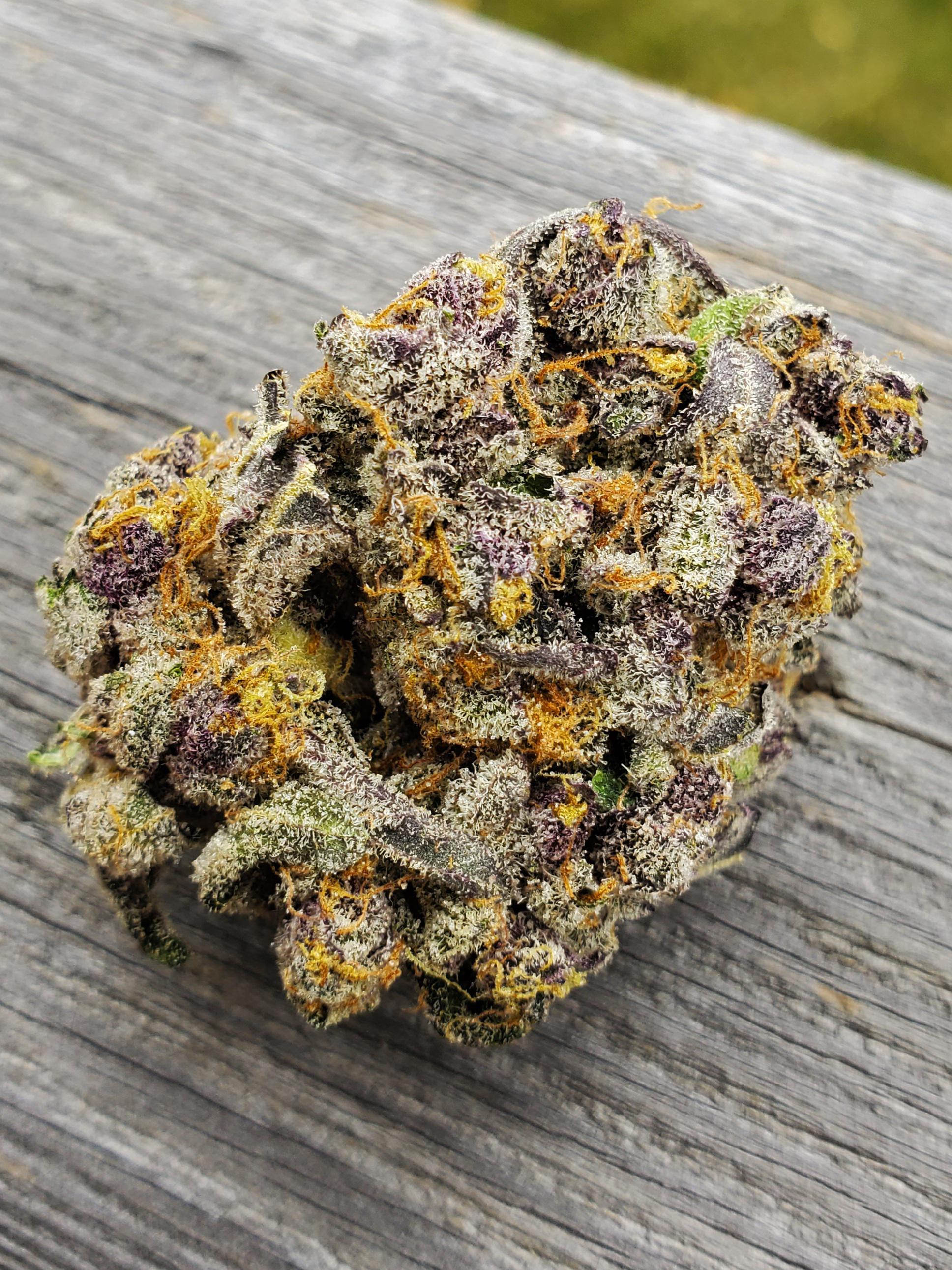 Purple Pugs Breath * Green Ace * October | Scrolller