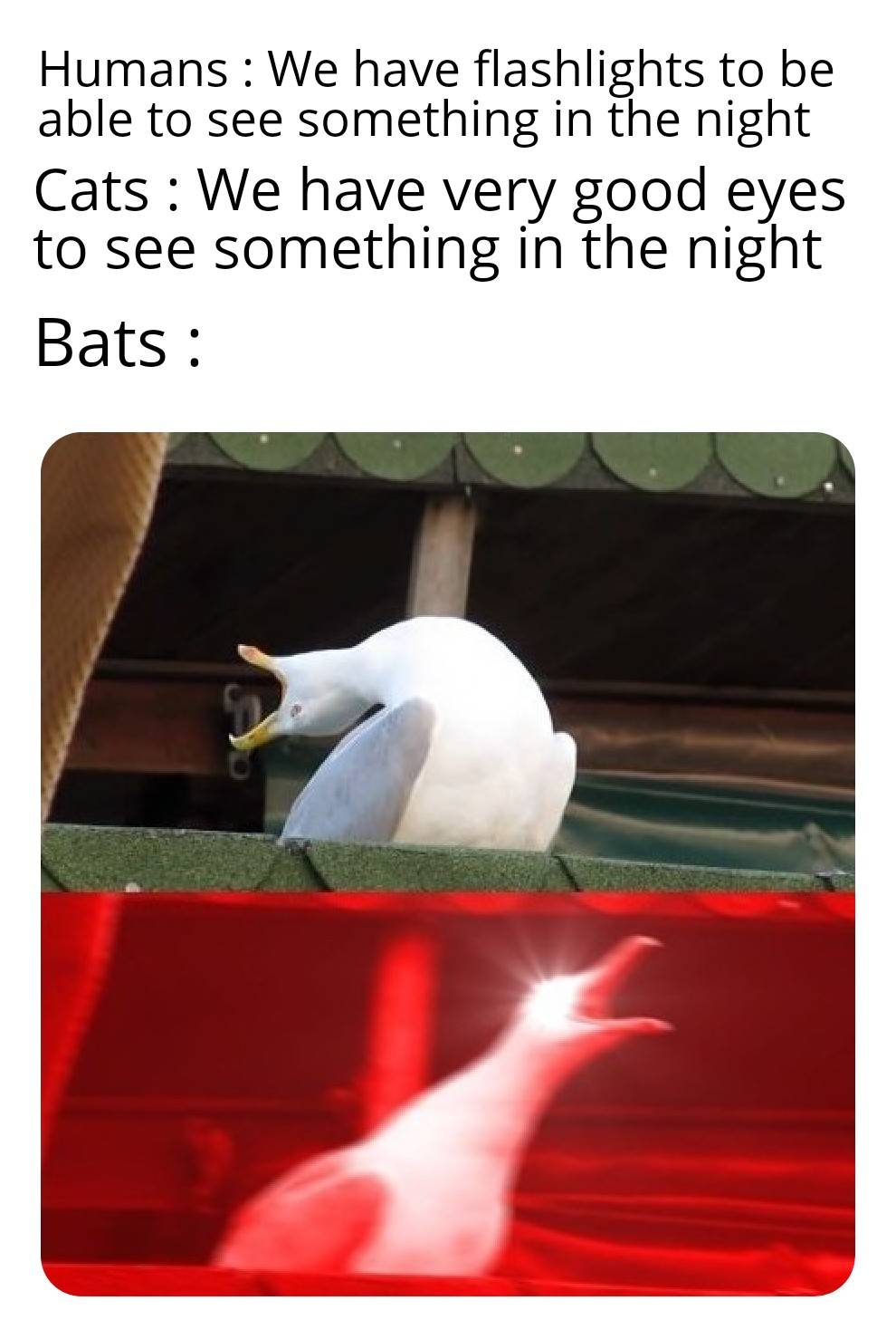 quick-animal-facts-bats-are-using-sound-waves-to-orientate-themselves