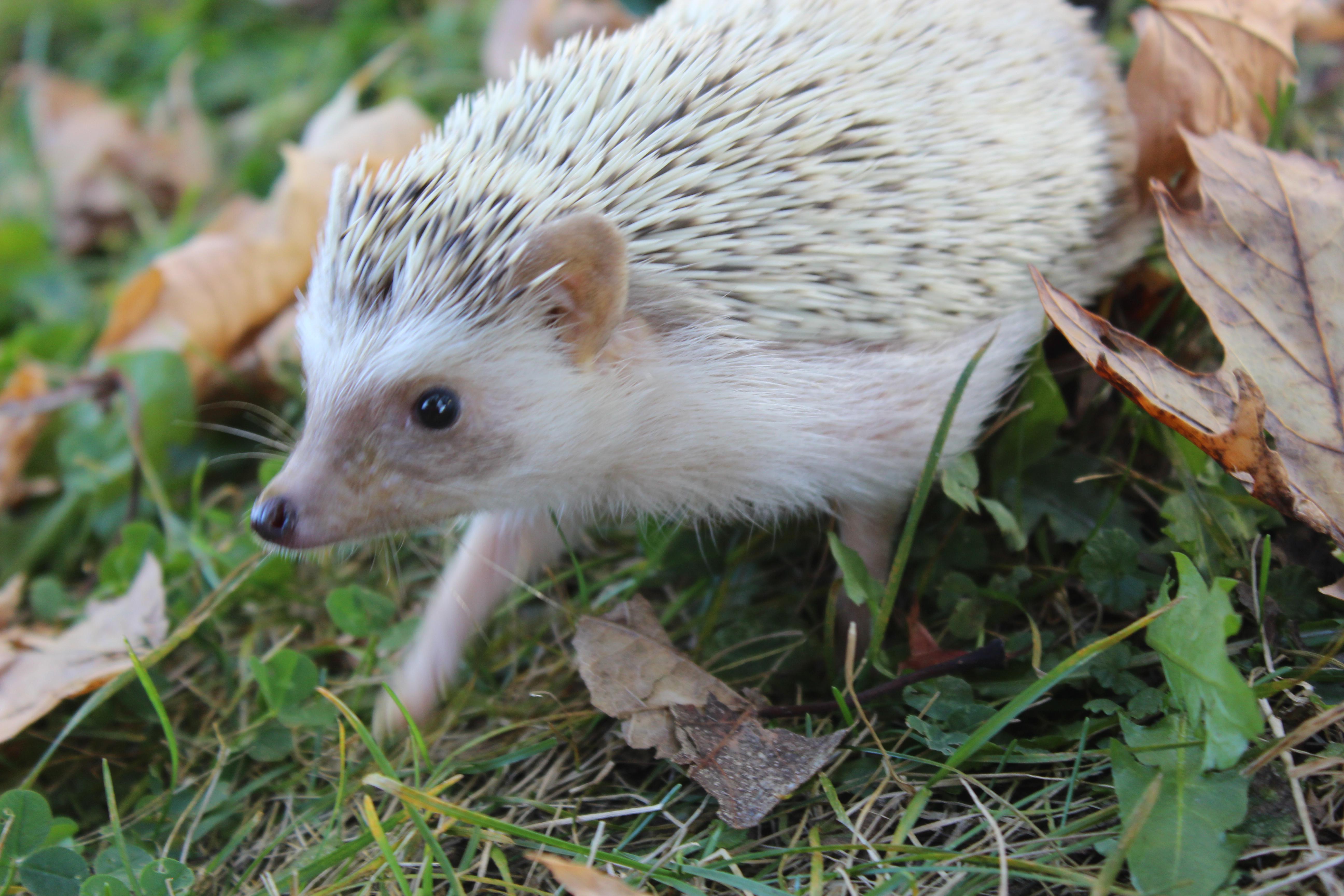 Quillburr Playing Outside Scrolller