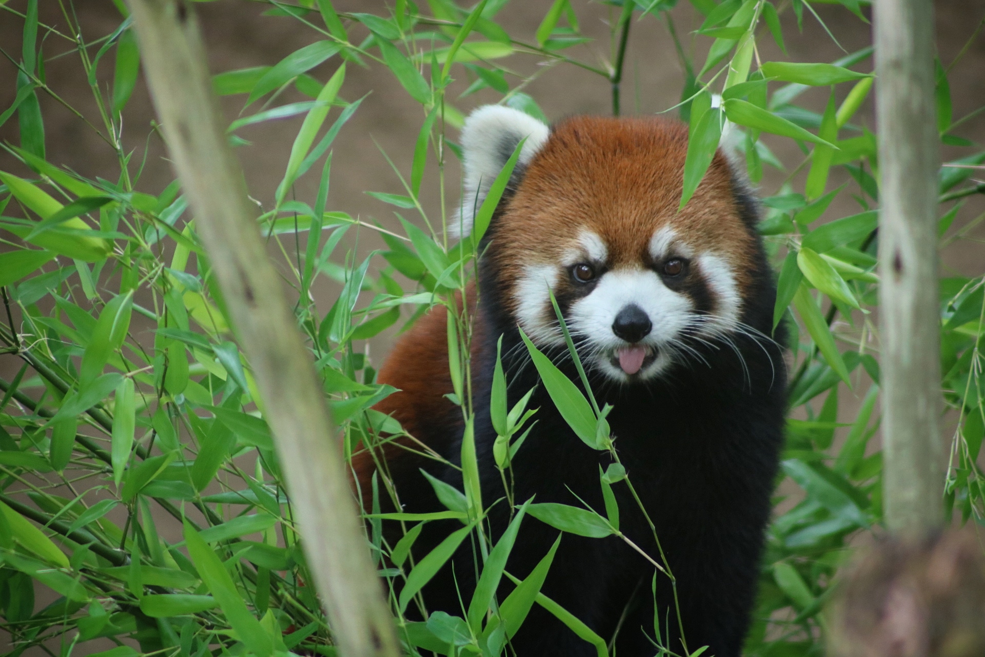 Red Panda at the Columbus Zoo Scrolller