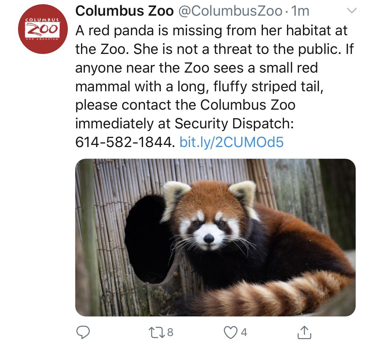 Red Panda missing from the Columbus zoo. Suburbanites, find this
