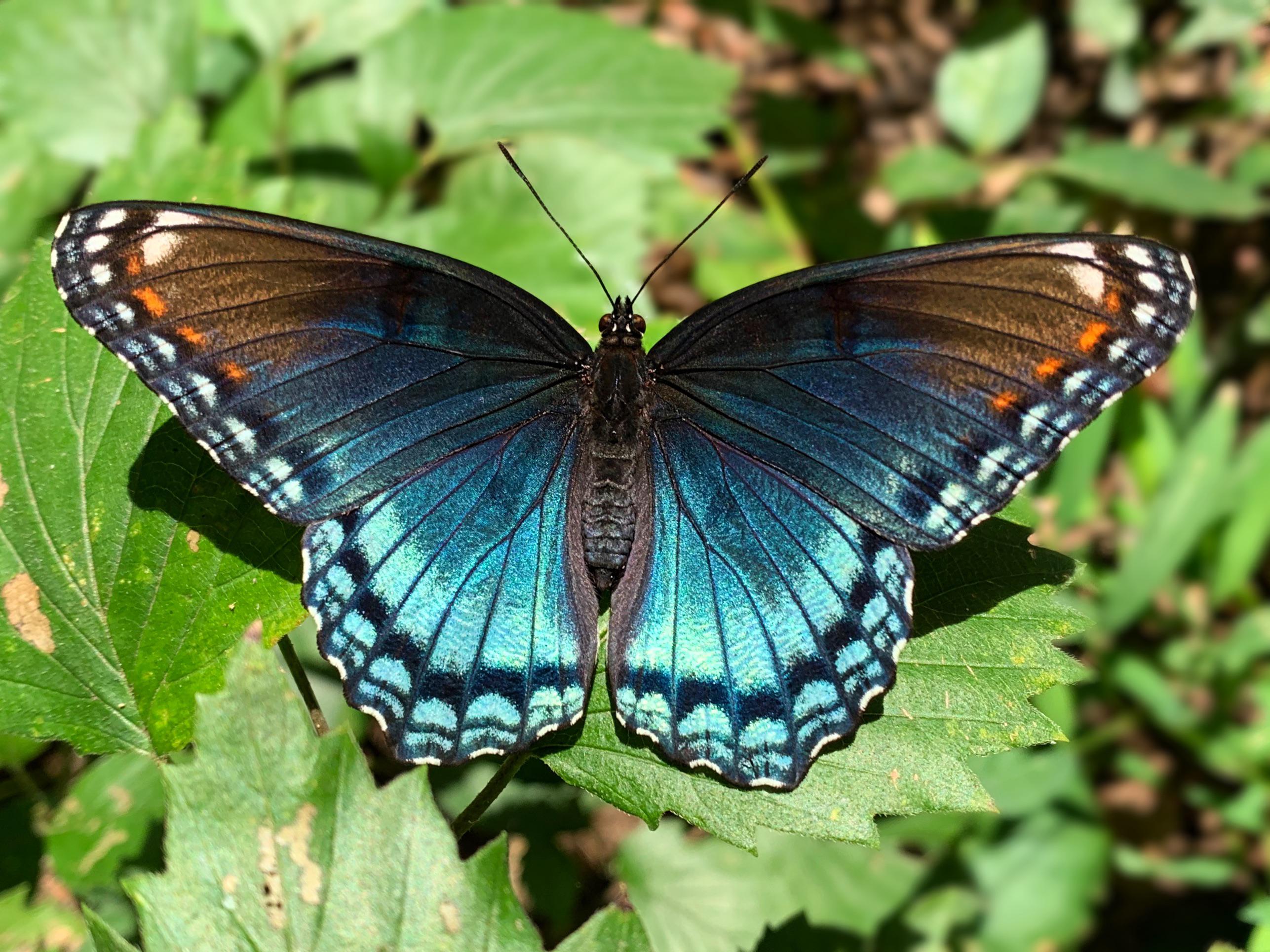 Red Spotted Purple Butterfly (Limenitis arthemis) - Northern VA, USA ...