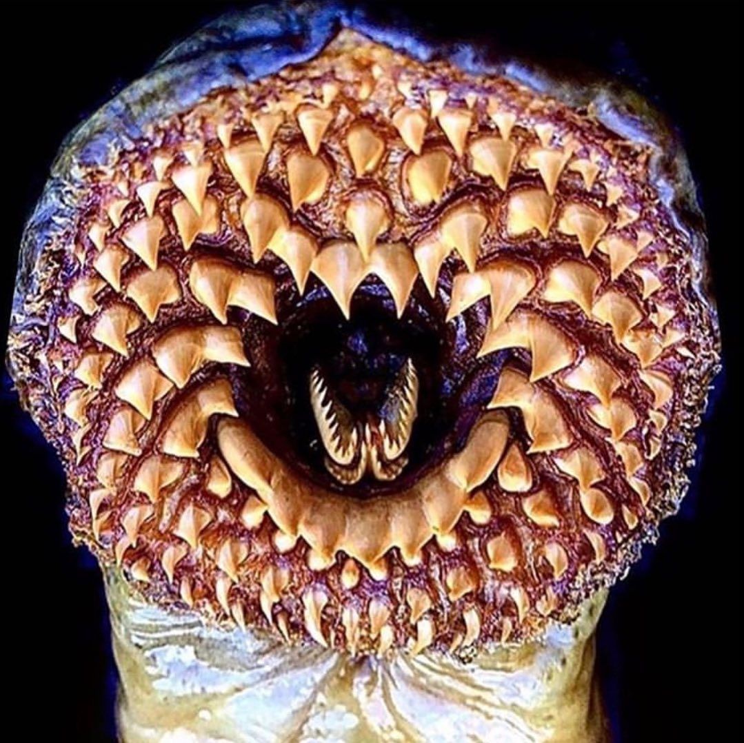 Sea Lamprey Are Ancient Jawless Fish This One Was 4 Feet Long As Sea Lamprey Are Ancient Jawless Fish This One Was 4 Feet Long As
