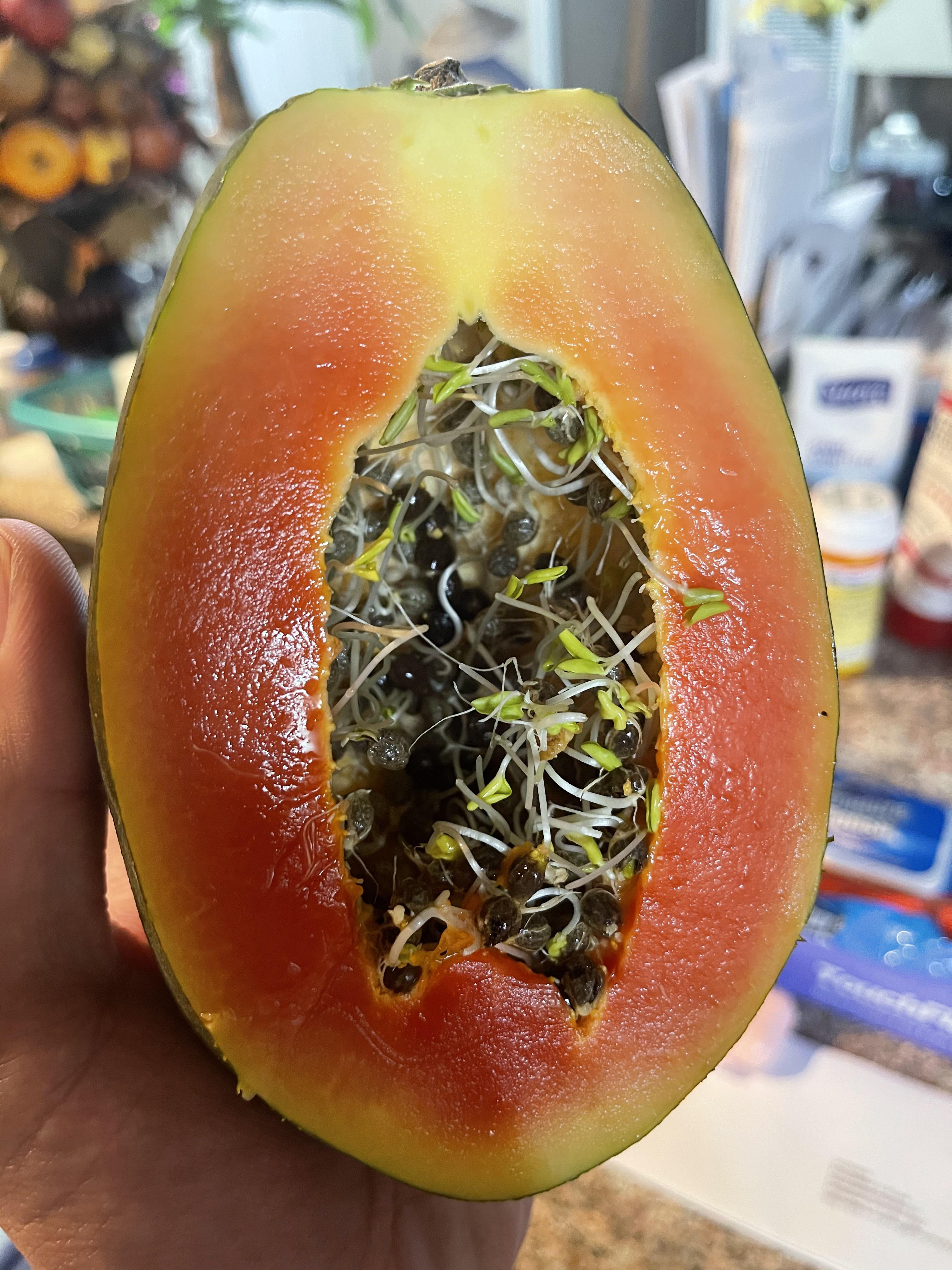 Seeds growing inside of papaya Scrolller