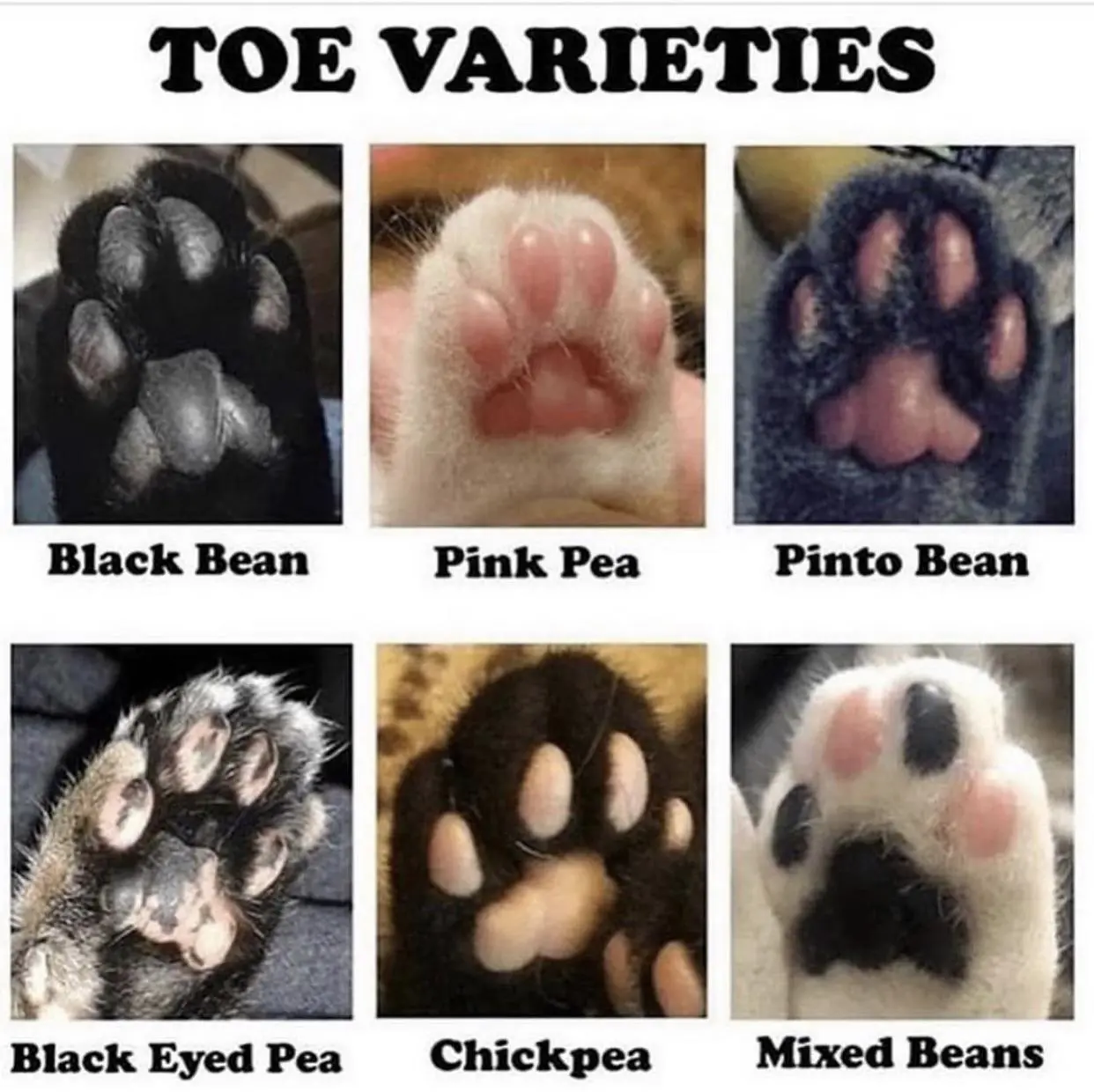 Seen these beans?