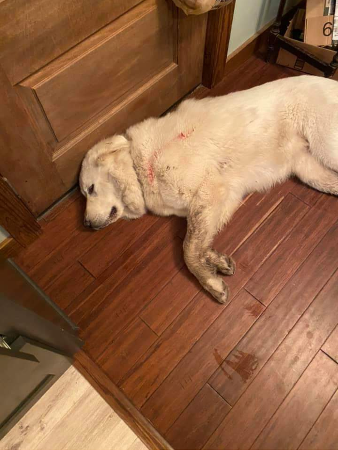 She killed her first coyote on the farm protecting the heard that's the coyotes blood not hers ! She now lives up to her name Buffy the Coyote Slayer!