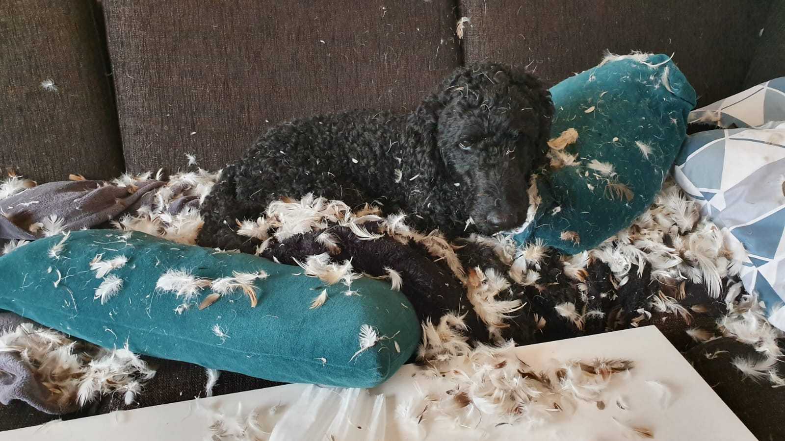 She Knows She Did Wrong Scrolller