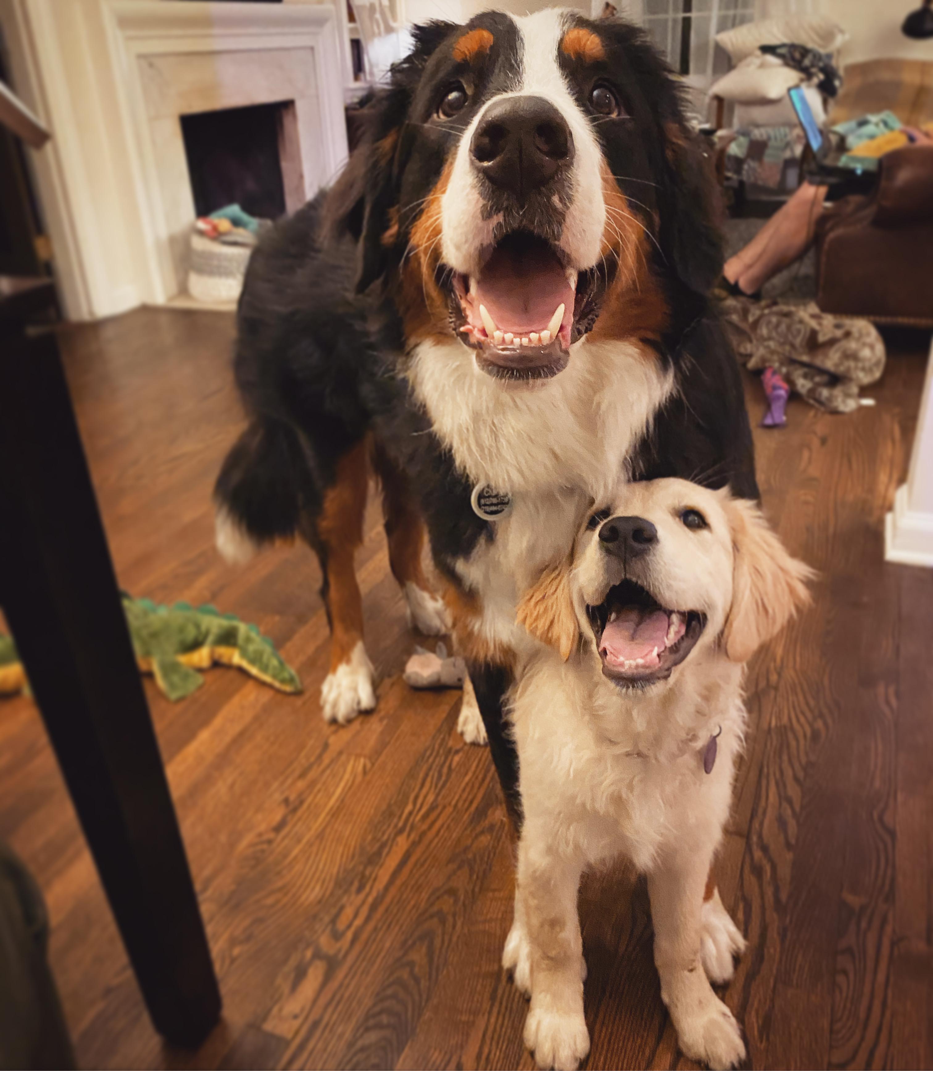 Showing his little sister the ropes! 💕 | Scrolller