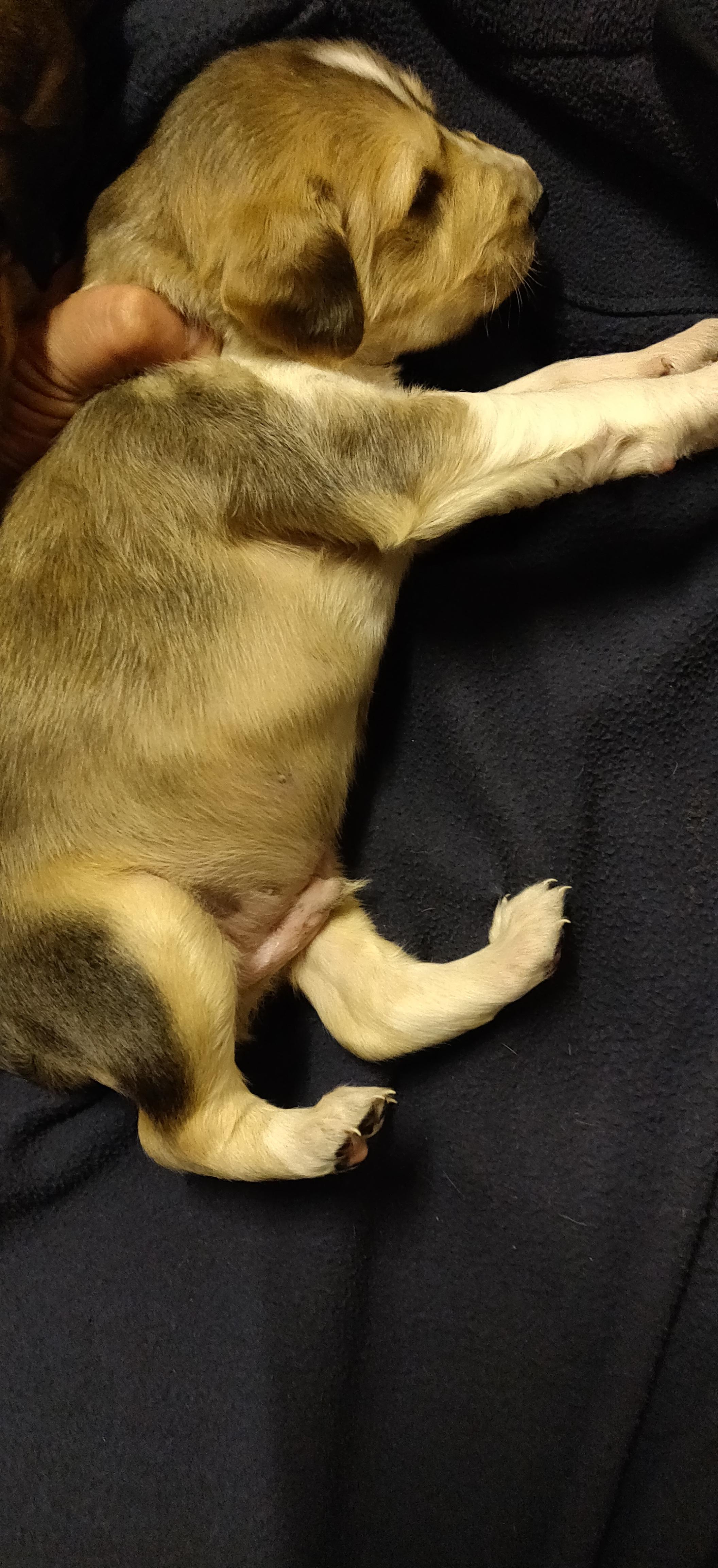 Silver pup lying on his side, to show how much he's grown since last