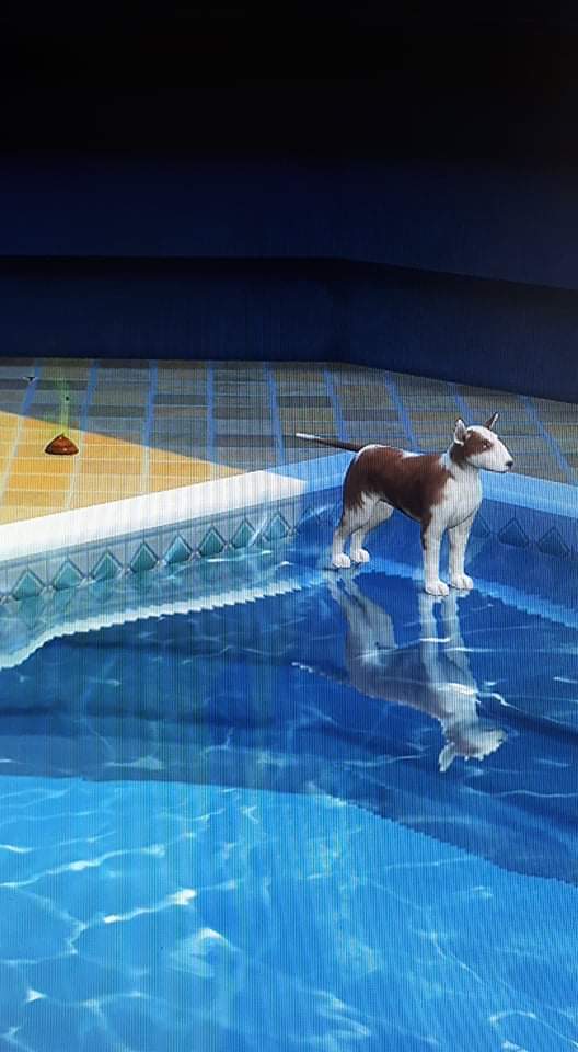 [Sims 4] Dog Jesus knows it's not cool to poop in the pool | Scrolller