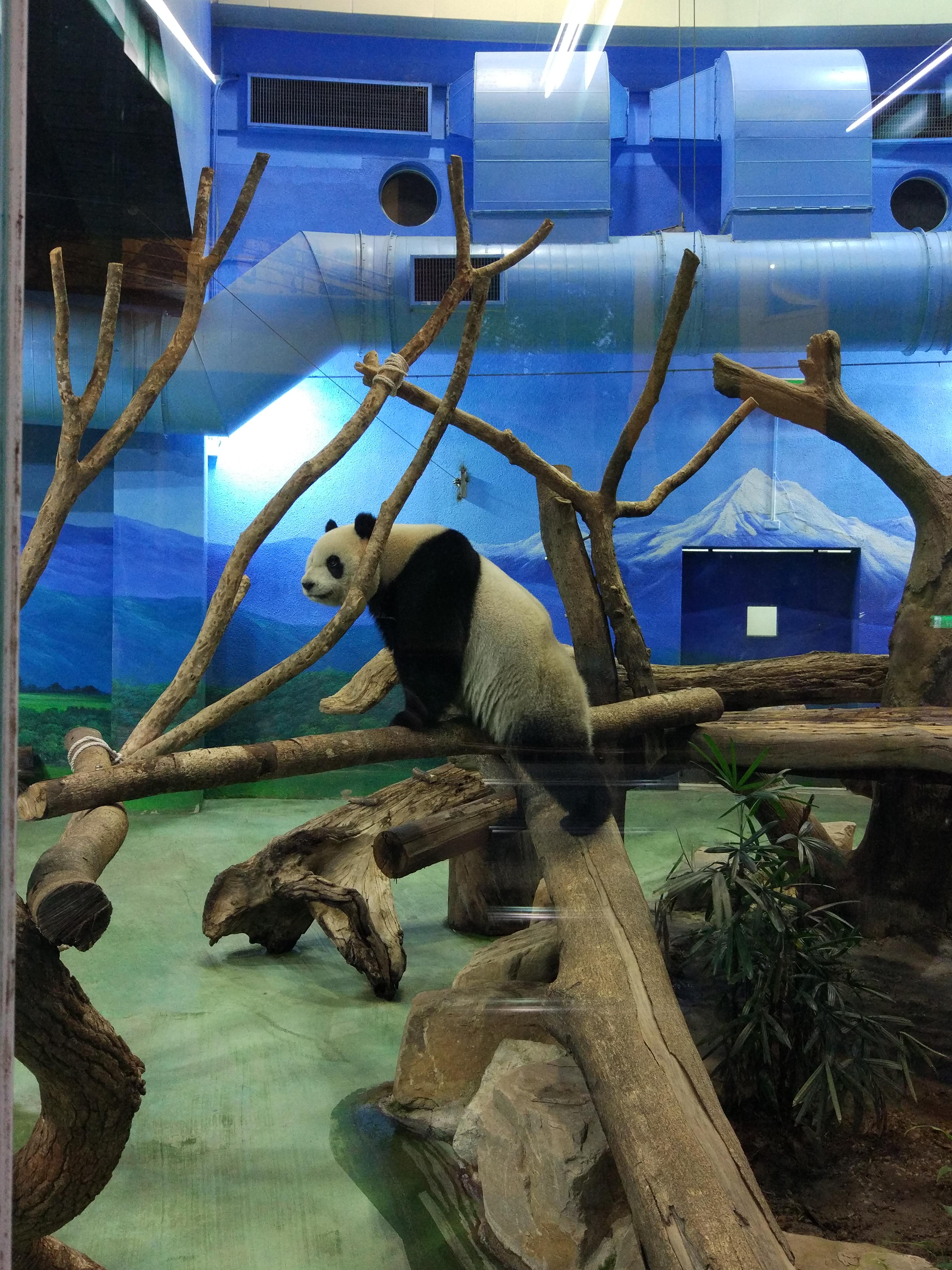 Six years old Yuan Zai at Taipei Zoo, she was moving around too much