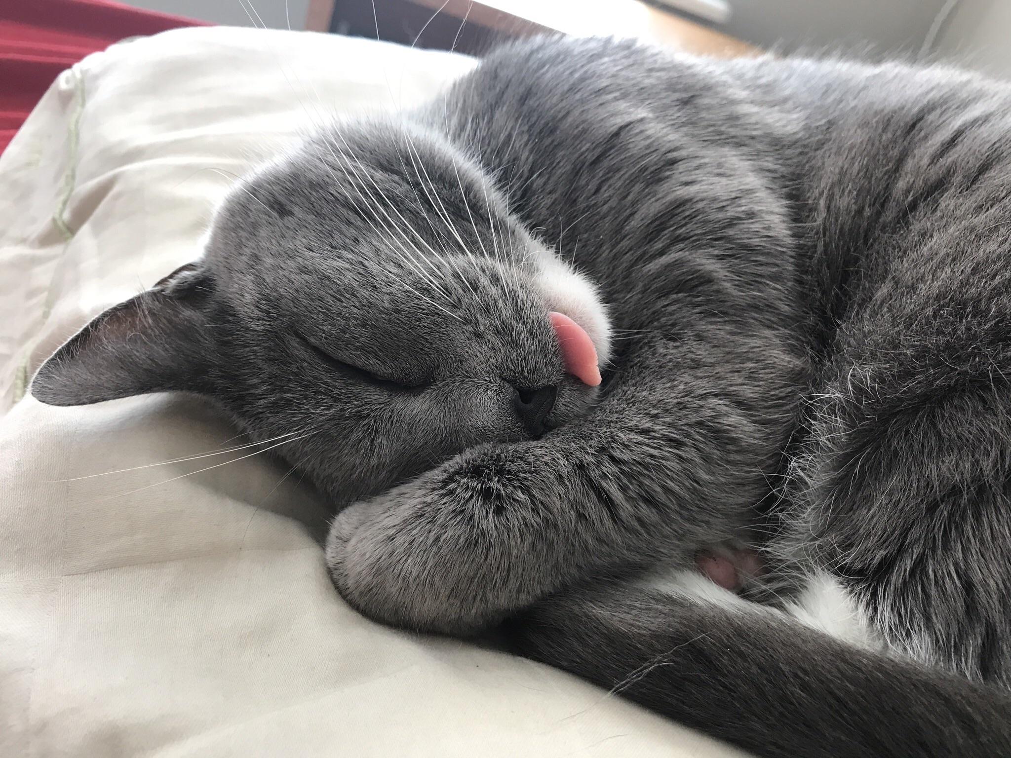 Sleep With One Eye Open Blepping Your Pillow Tight Scrolller