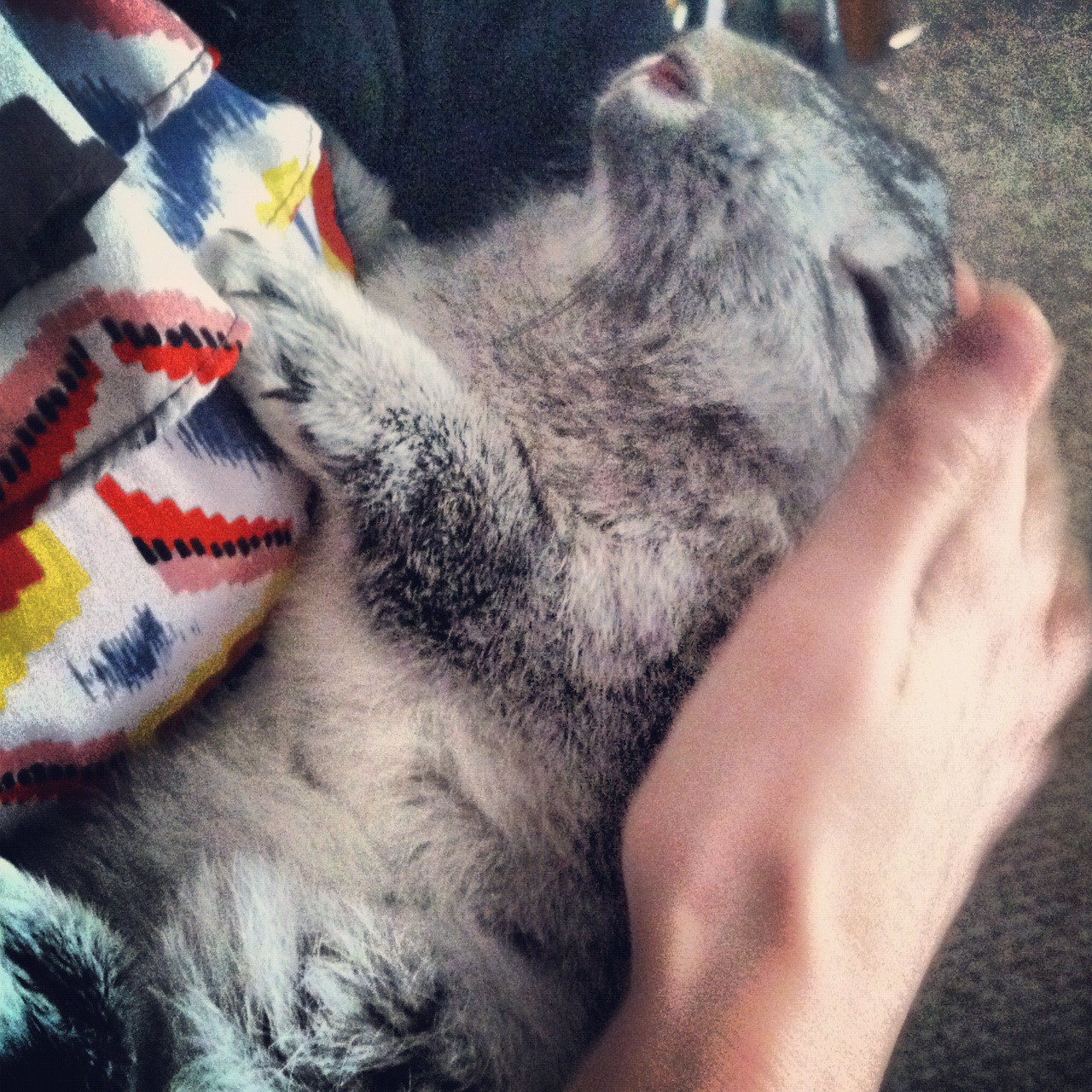 sleepy bunny | Scrolller