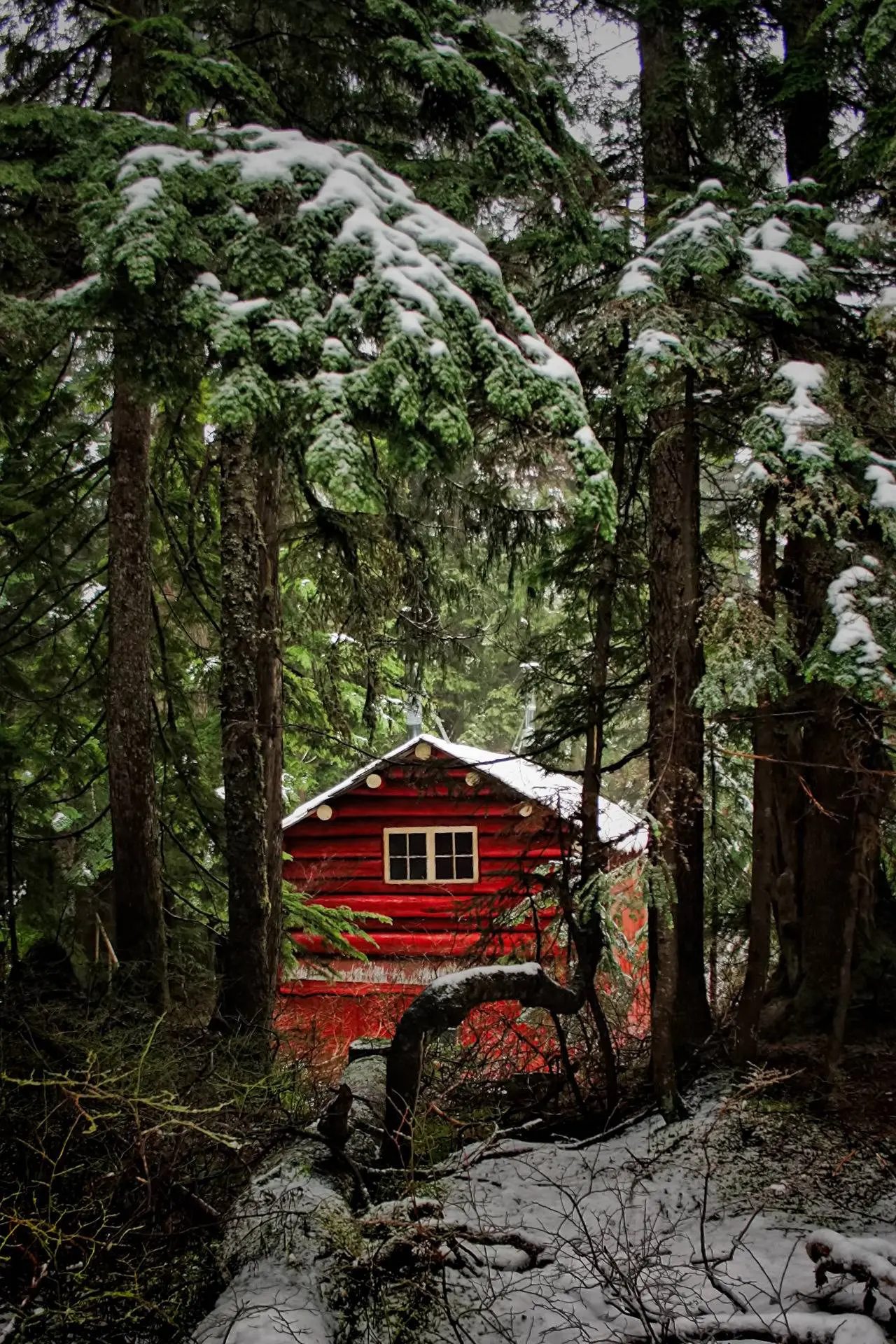 Small red cabin among the firs in British Columbia
