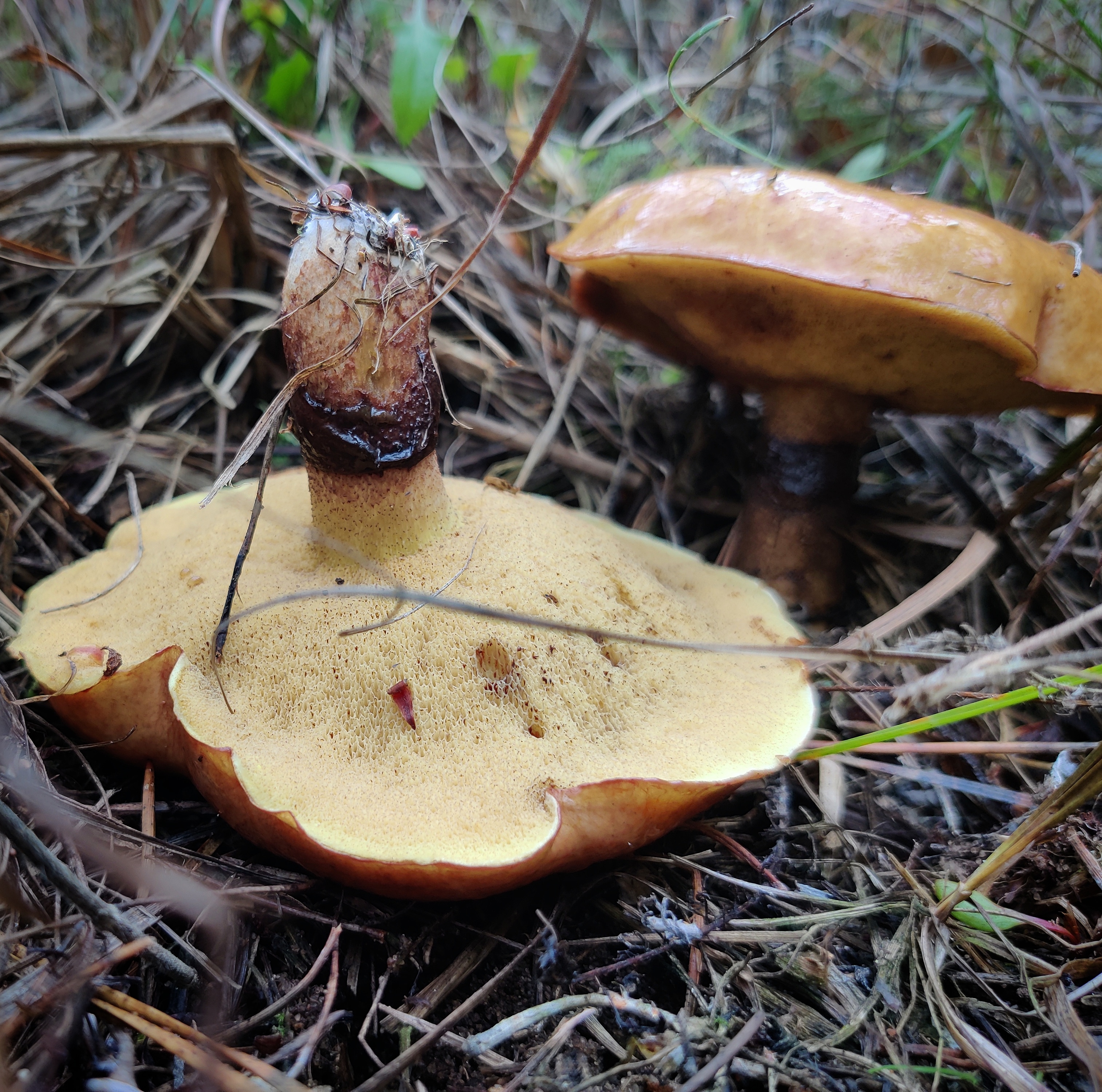 Voitatti Some beautiful Suillus luteus | Scrolller