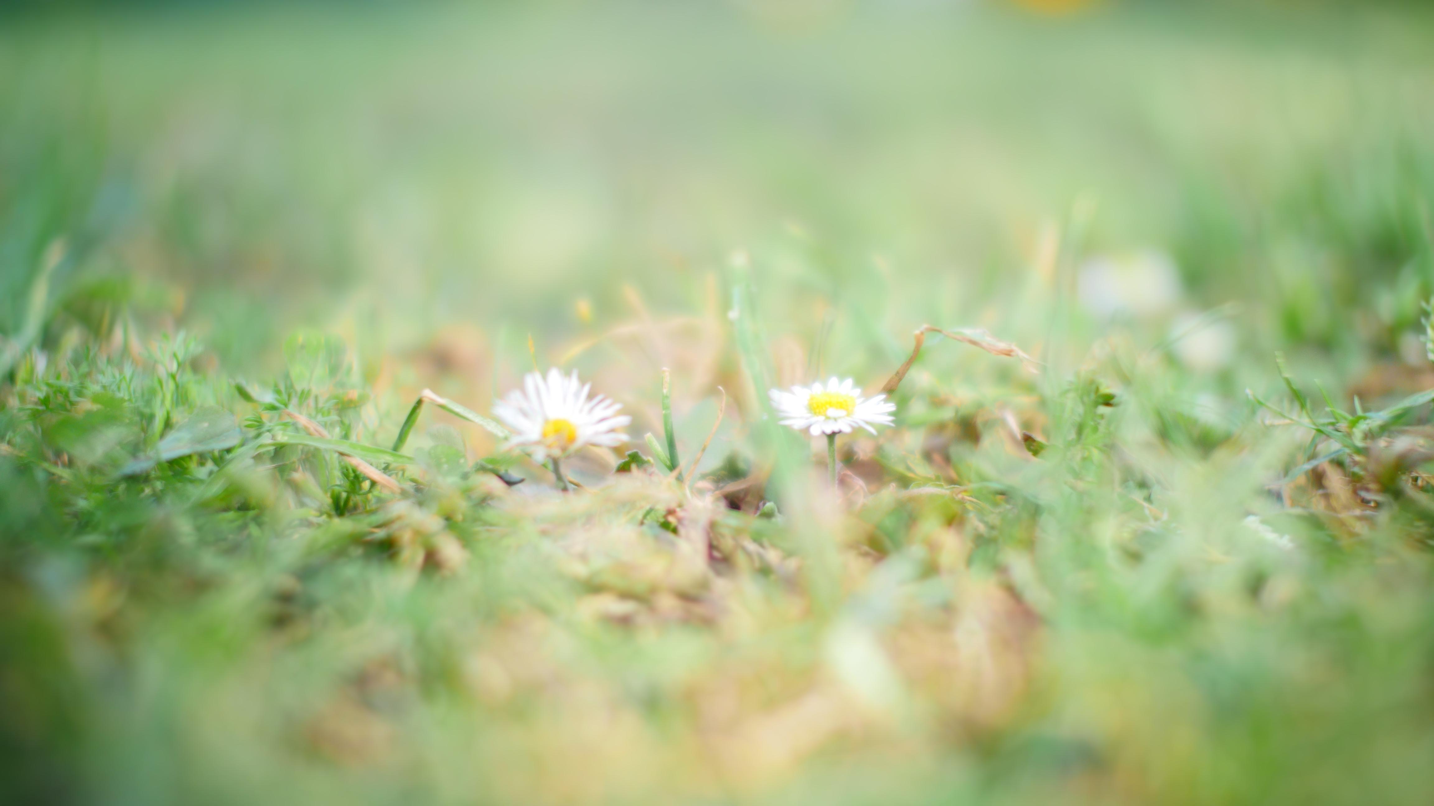 Spring comes to Pasadena. [OC][4608x2592] | Scrolller