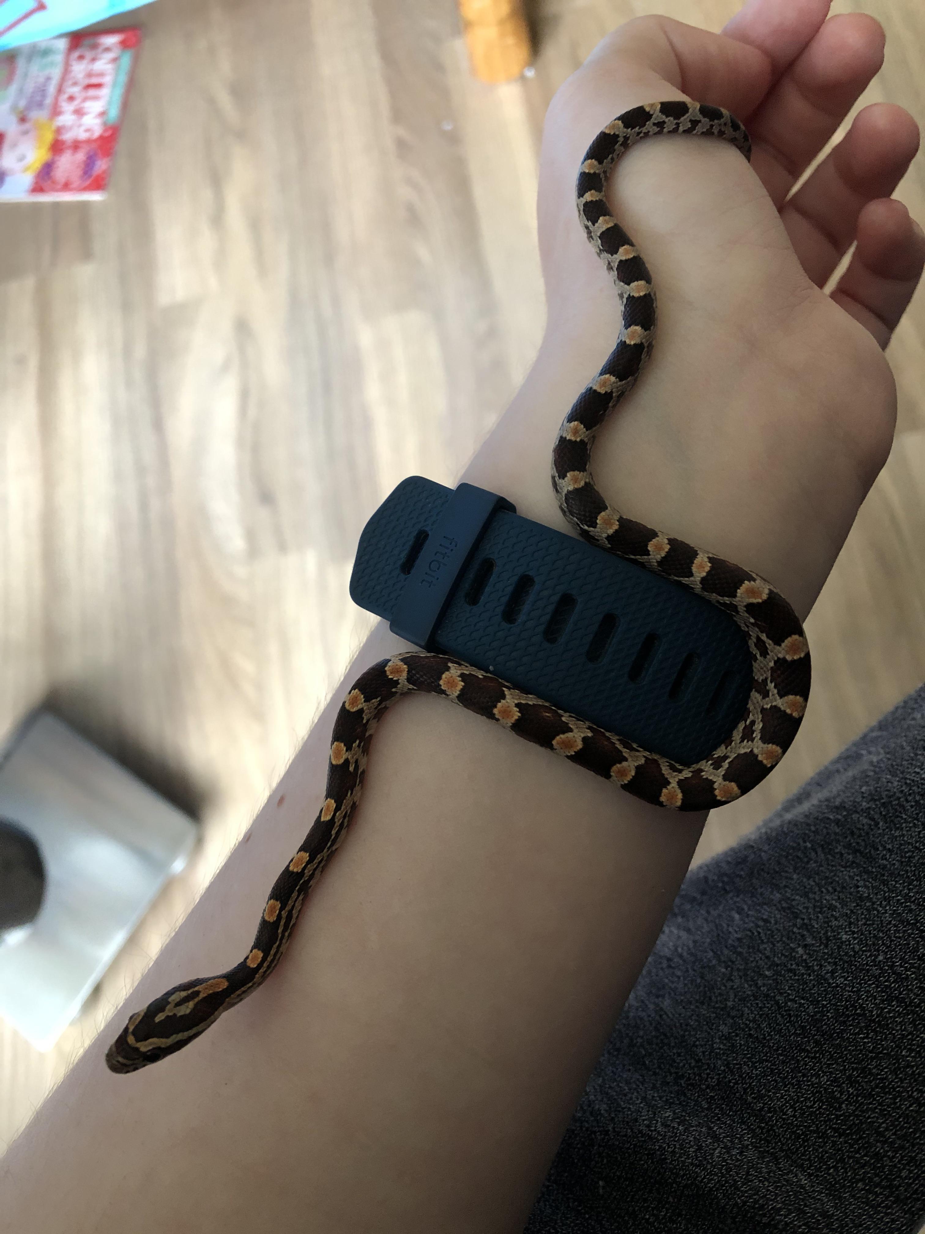 Square snek | Scrolller