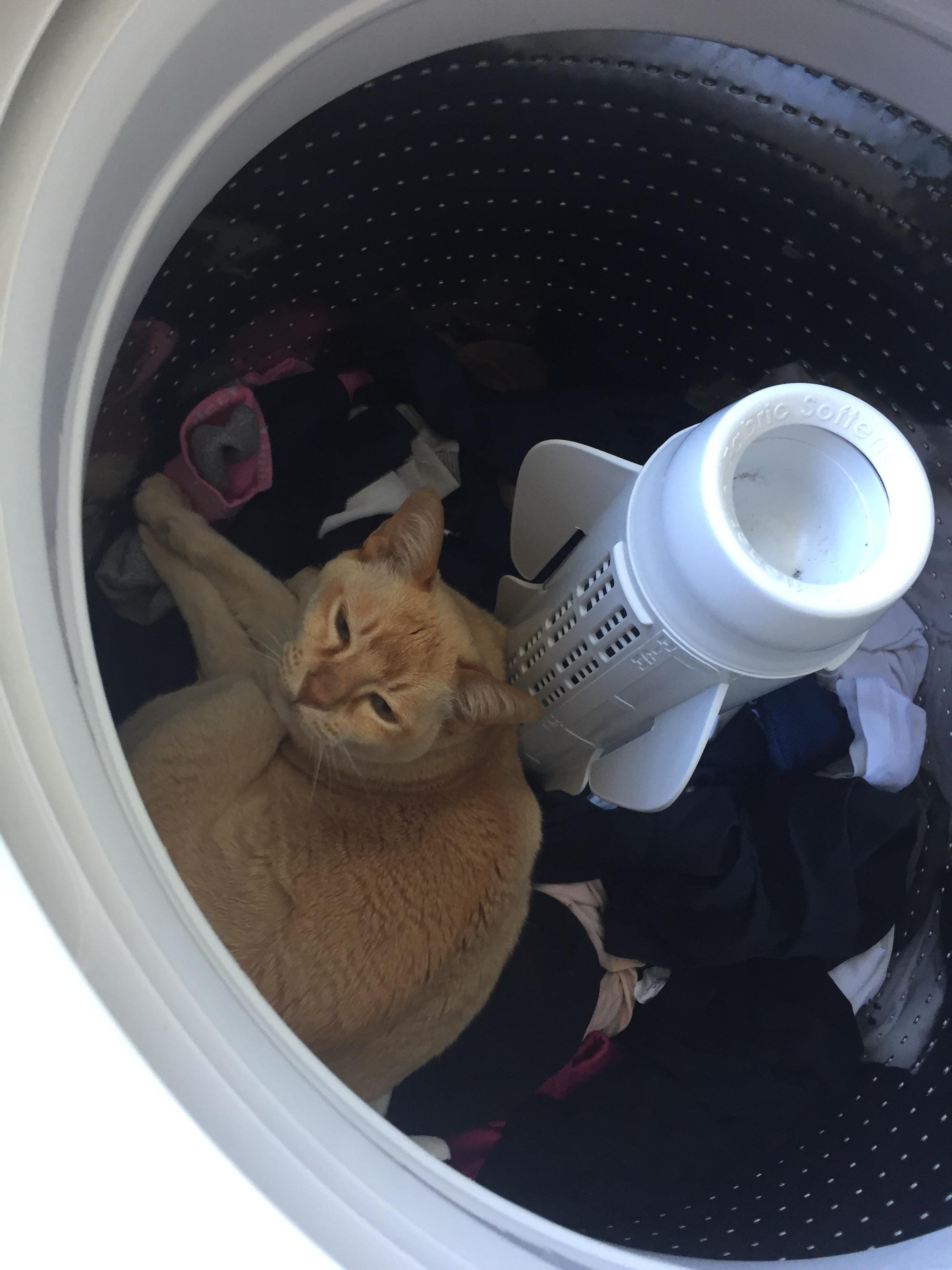 Stuck in the washer step-cat? | Scrolller