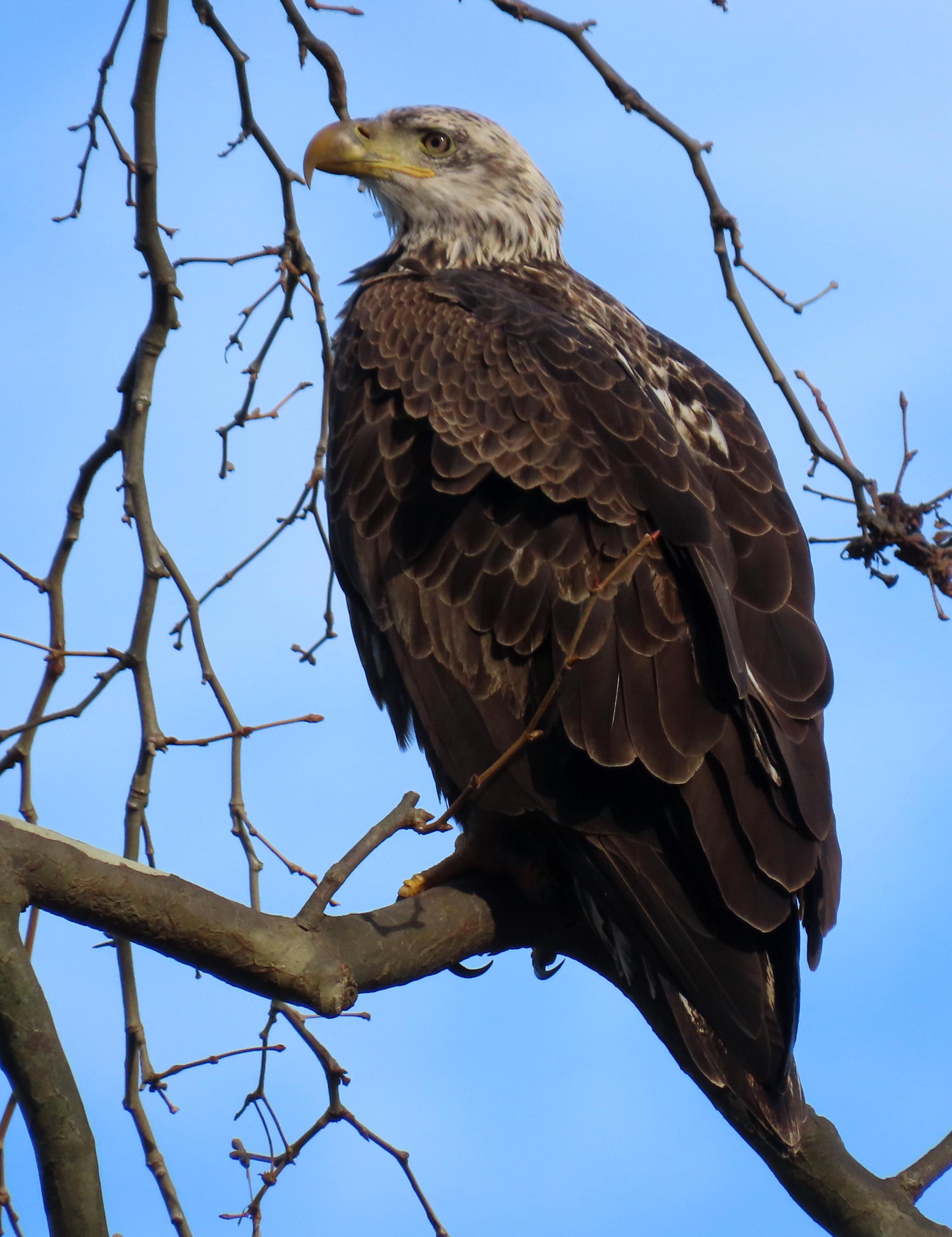 Subadult Bald Eagle. Maryland (Canon SX70 HS) | Scrolller