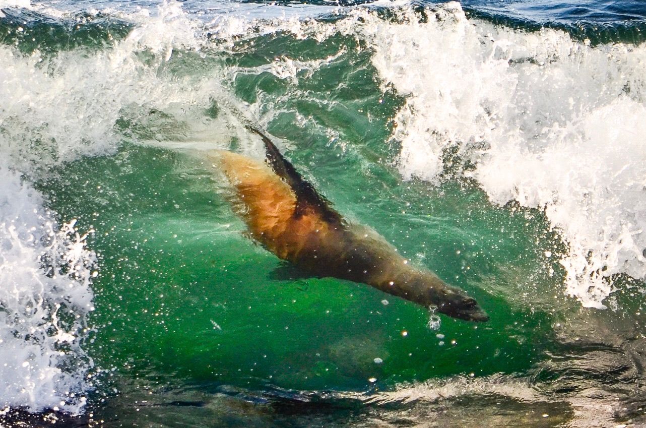 Surfing Sea Lions at La Jolla Cove | Scrolller