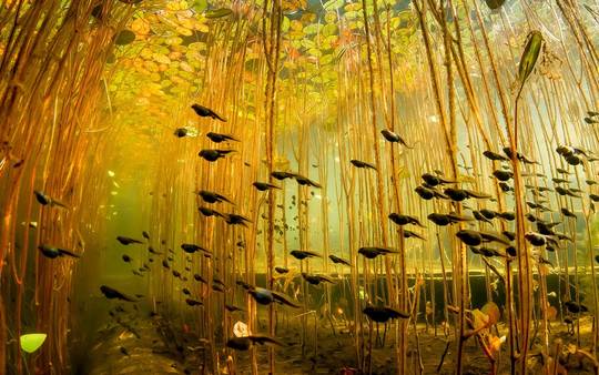 Tadpoles swimming under lily pads