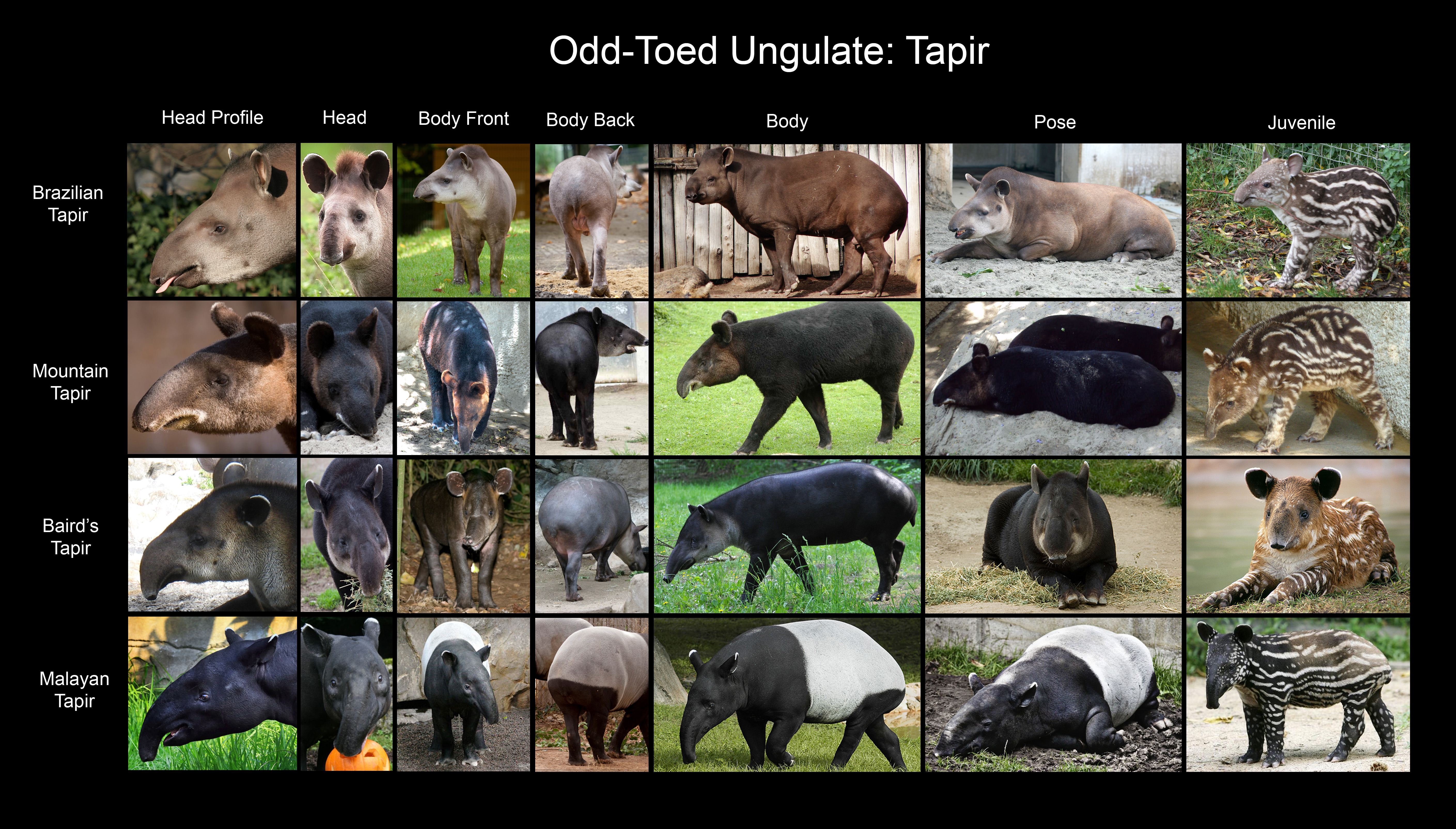Tapir Chart Tapir reference chart put together by DeviantArt user RPatterson ...