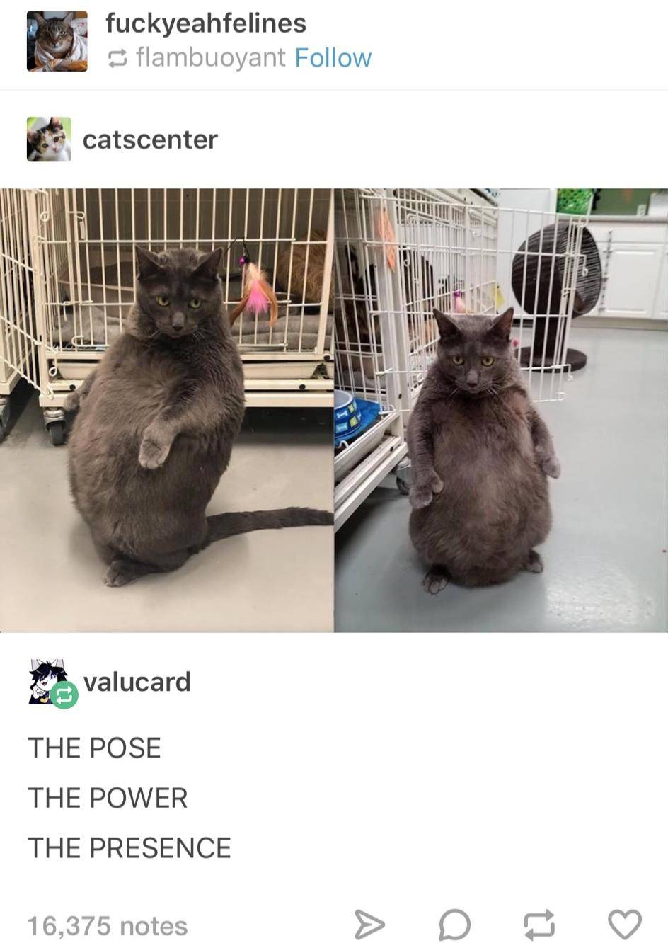 The absolute unit | Scrolller