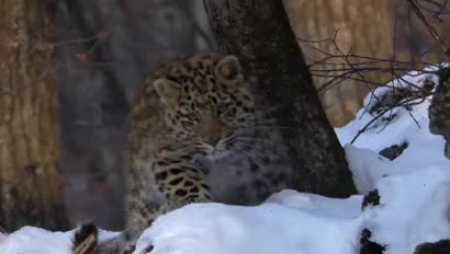 The Amur Leopard Is The Rarest Cat In The World | Scrolller