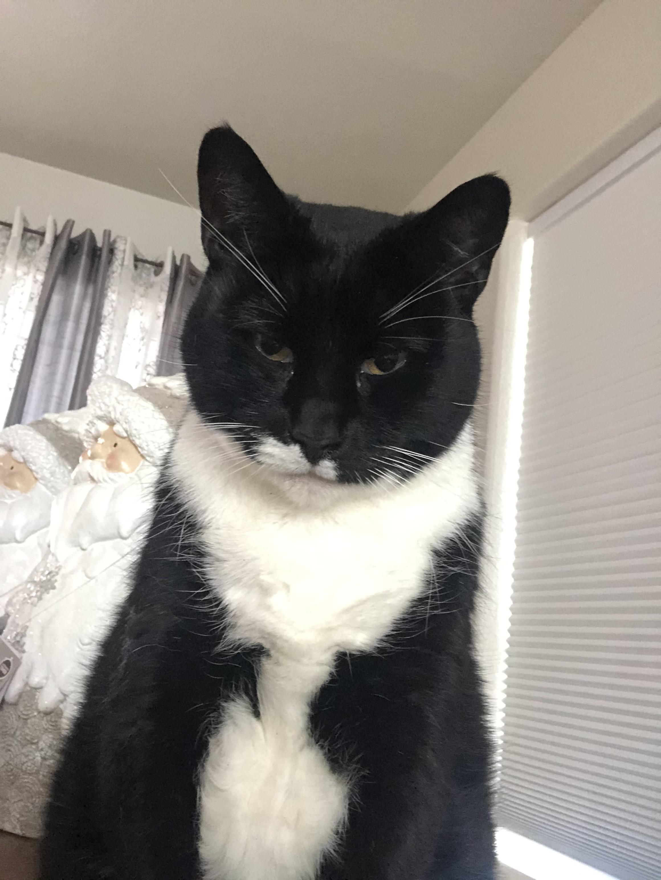 The chances of your cat planning to take over the world are slim… but