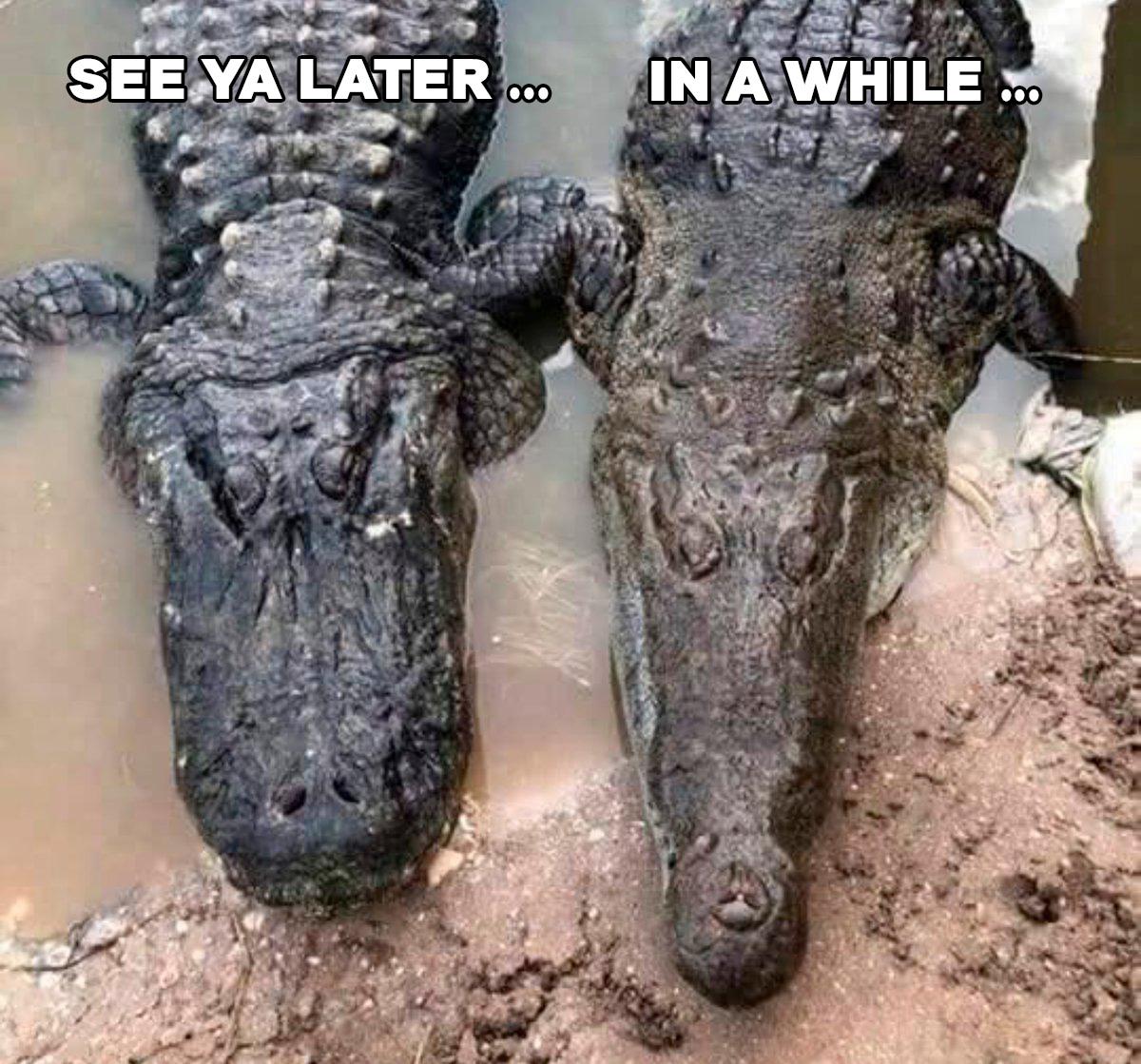 The difference between an alligator and a crocodile | Scrolller