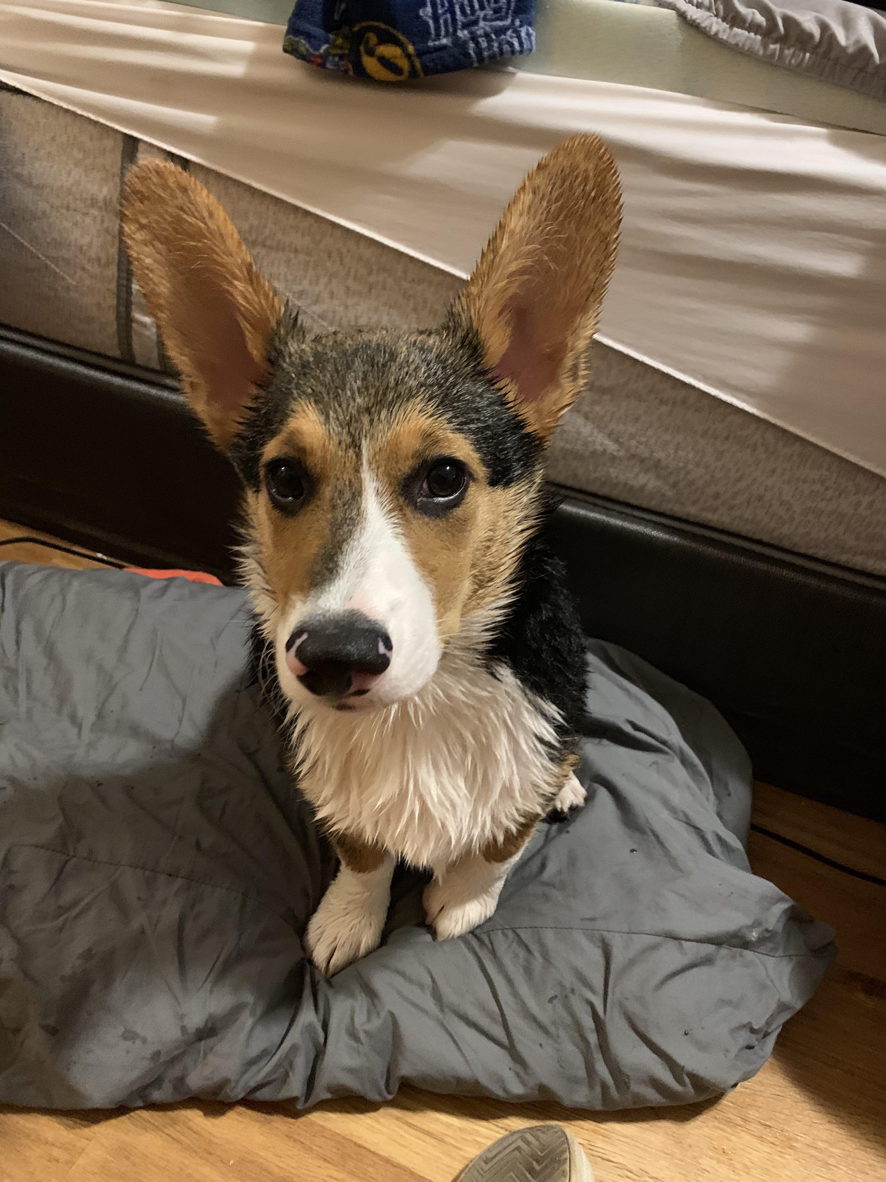 The face of betrayal after bath time