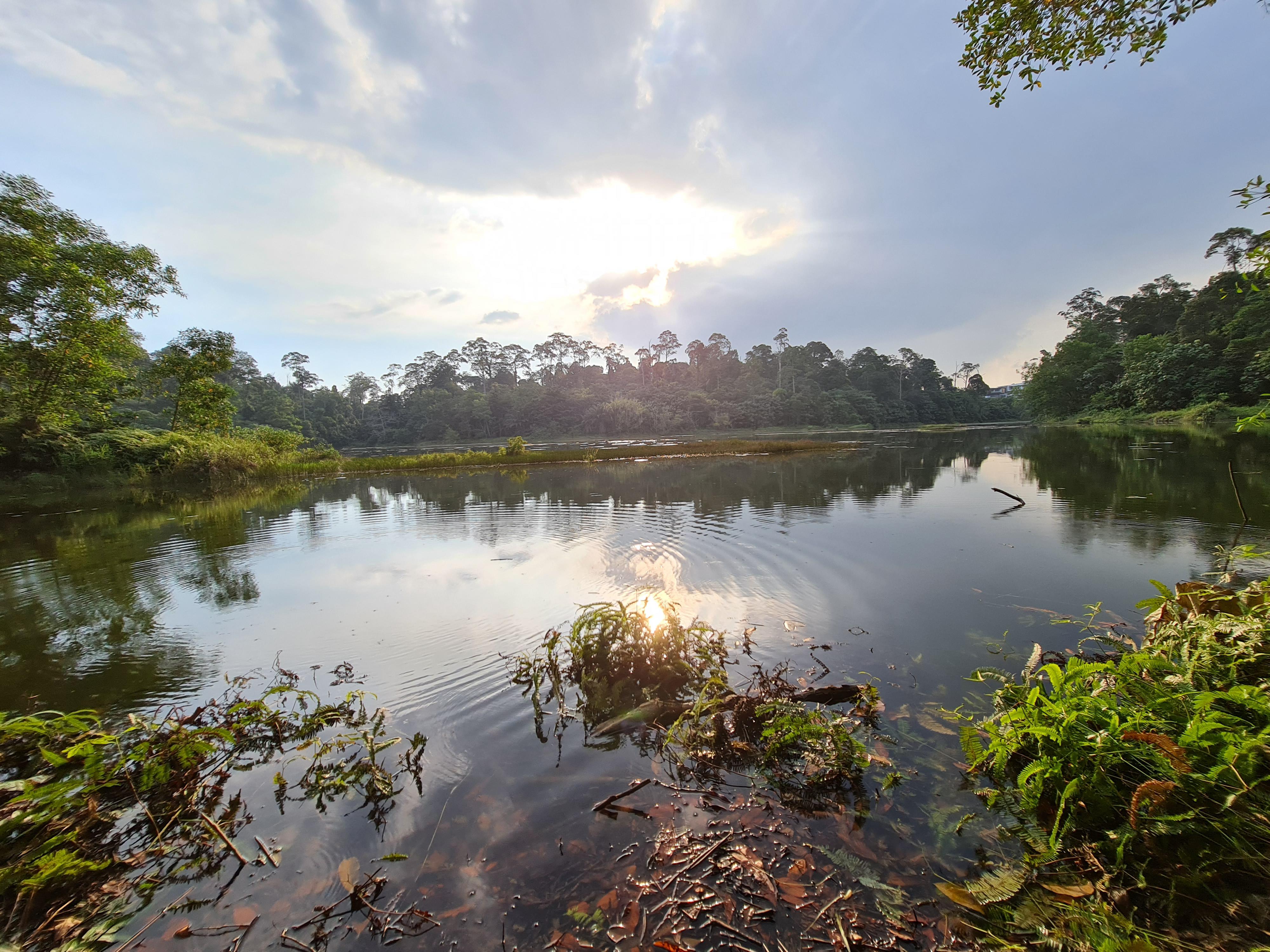 The most beautiful backyard swamp Scrolller