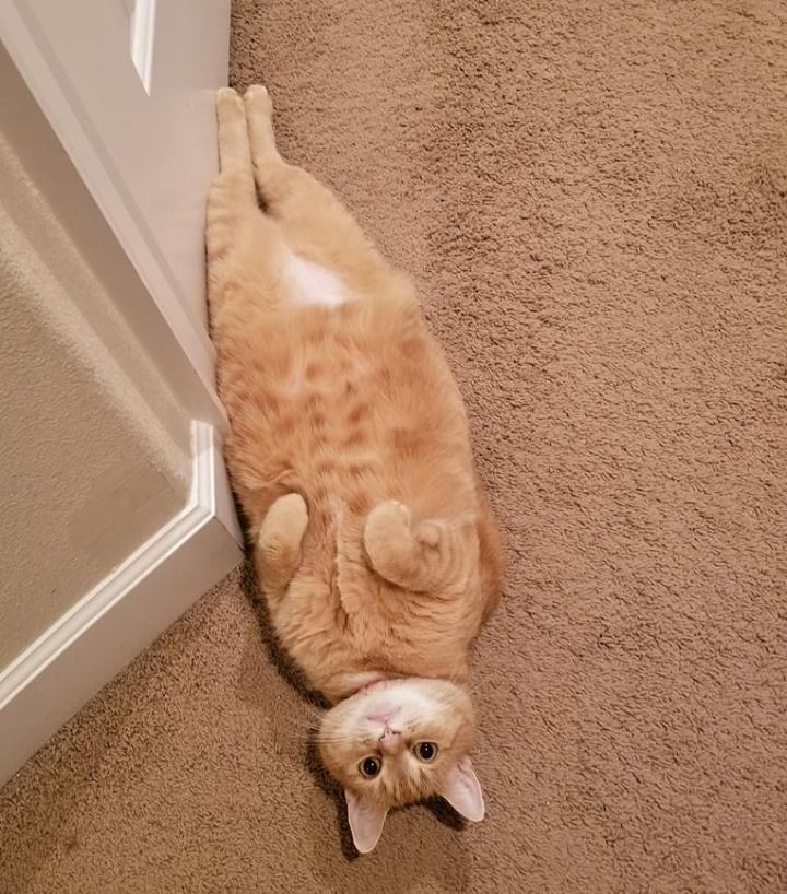 The most expensive door stopper Scrolller