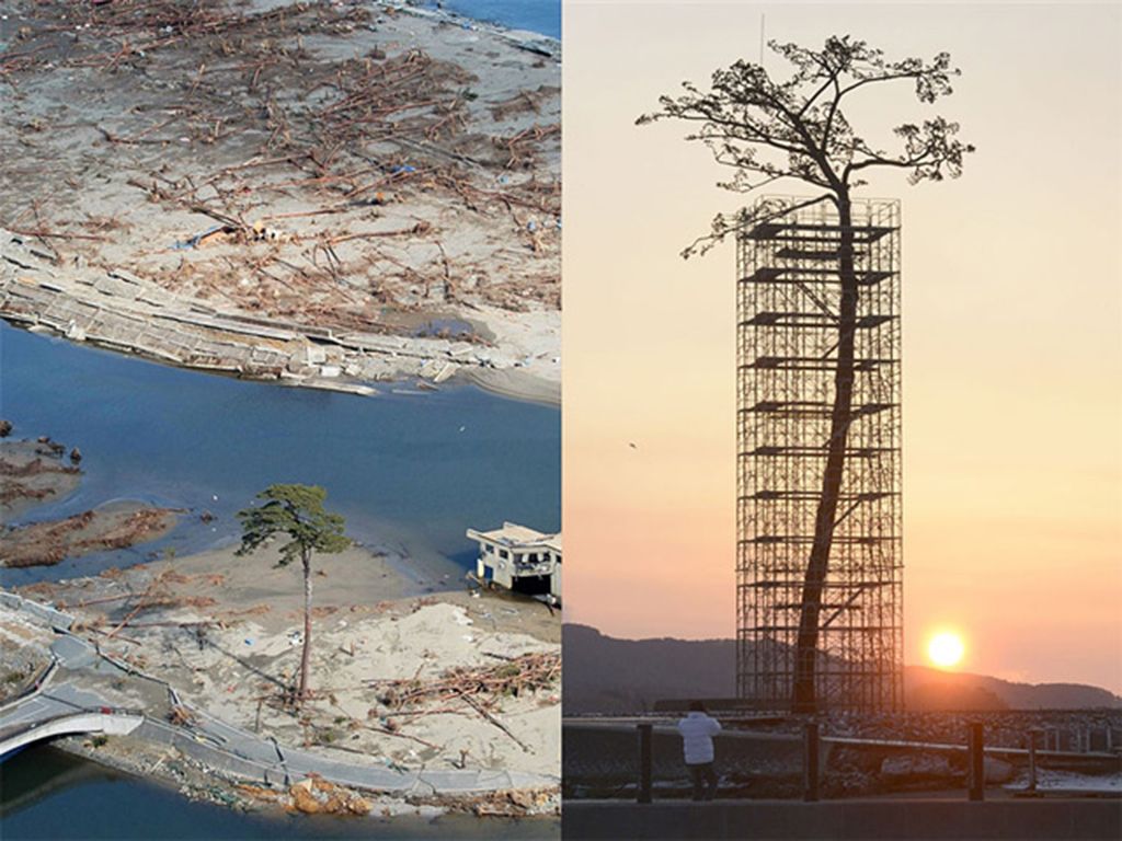 the-only-tree-out-of-70-000-to-survive-the-tsunami-in-japan-is-being