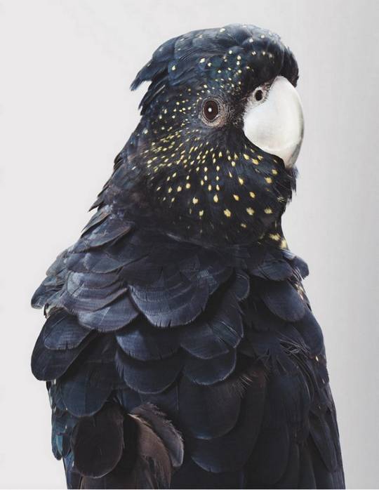 The red-tailed black cockatoo has stars on her face. Photographer Leila Jeffreys [792x1024]